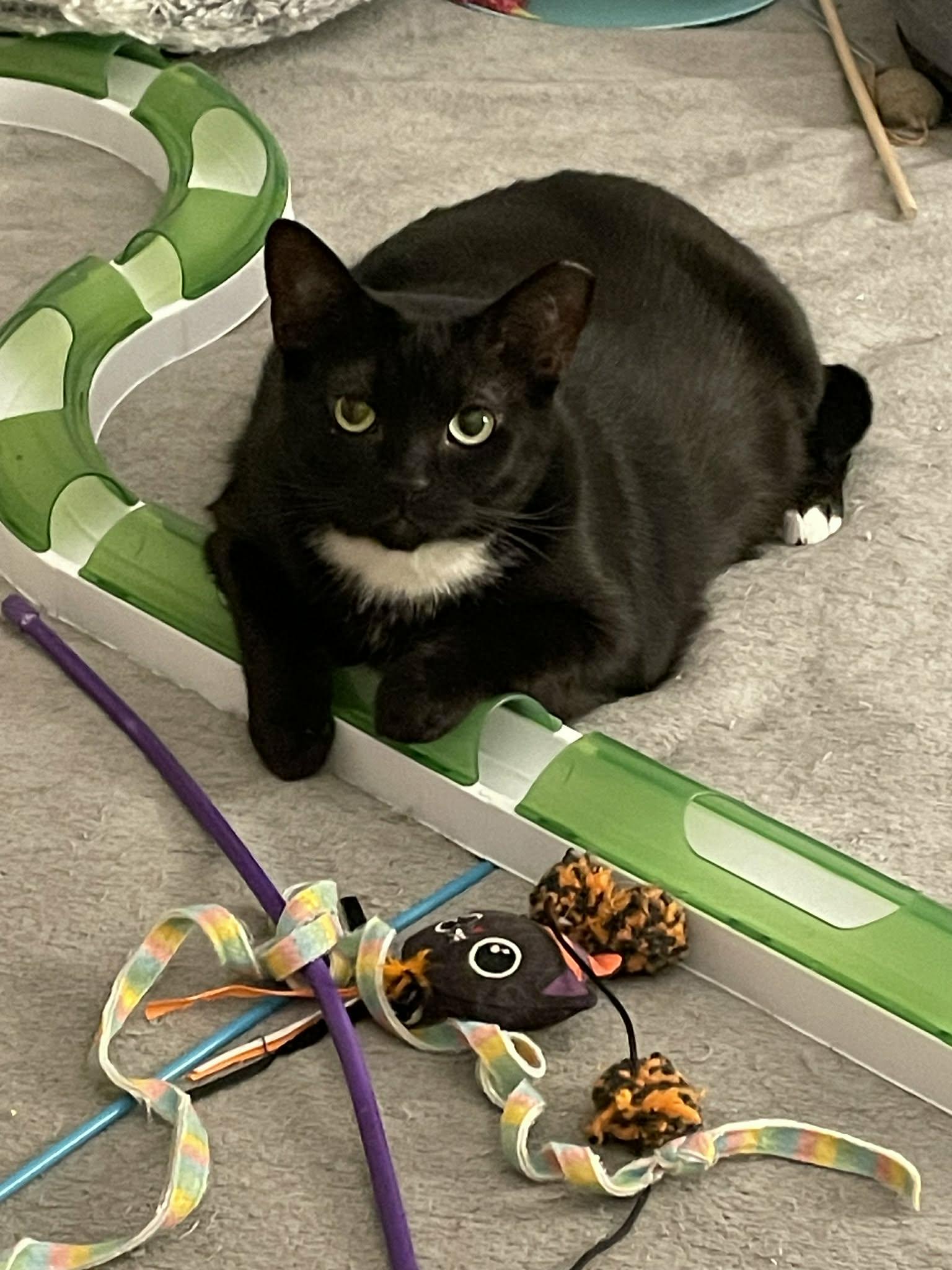 Enlarge Fortune, a ADOPTABLE Domestic Short Hair in Shakespeare, ON image 1/6