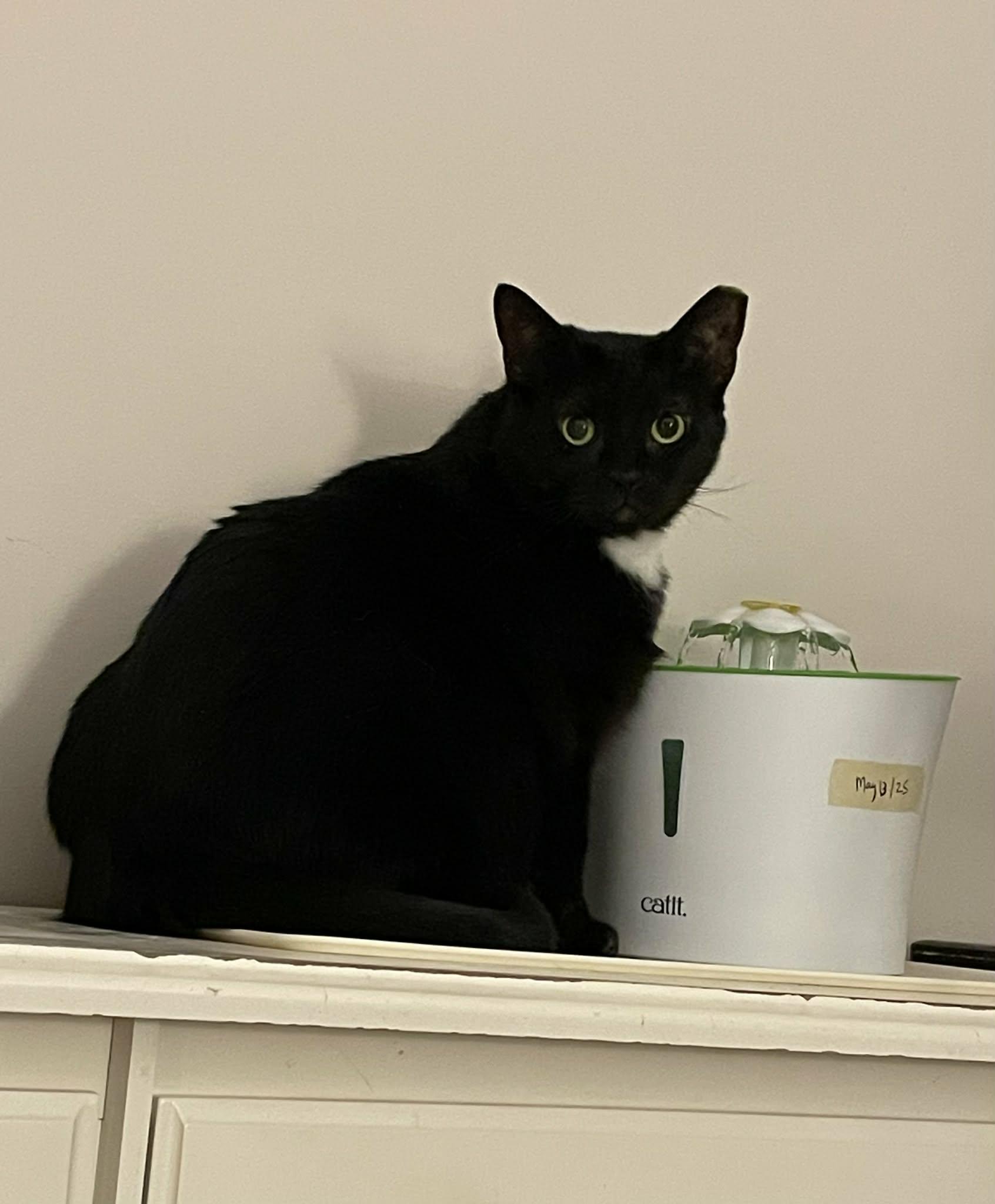 Enlarge Fortune, a ADOPTABLE Domestic Short Hair in Shakespeare, ON image 4/6