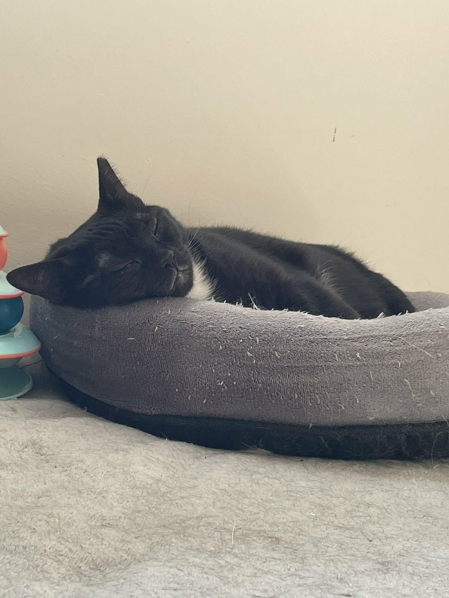 Enlarge Fortune, a ADOPTABLE Domestic Short Hair in Shakespeare, ON image 6/6