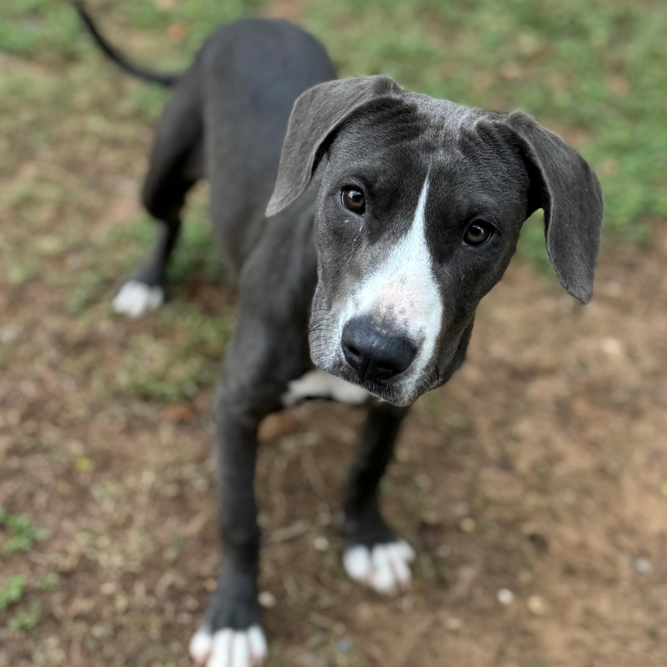 Lovida, ADOPTABLE, Young Female Mixed Breed.