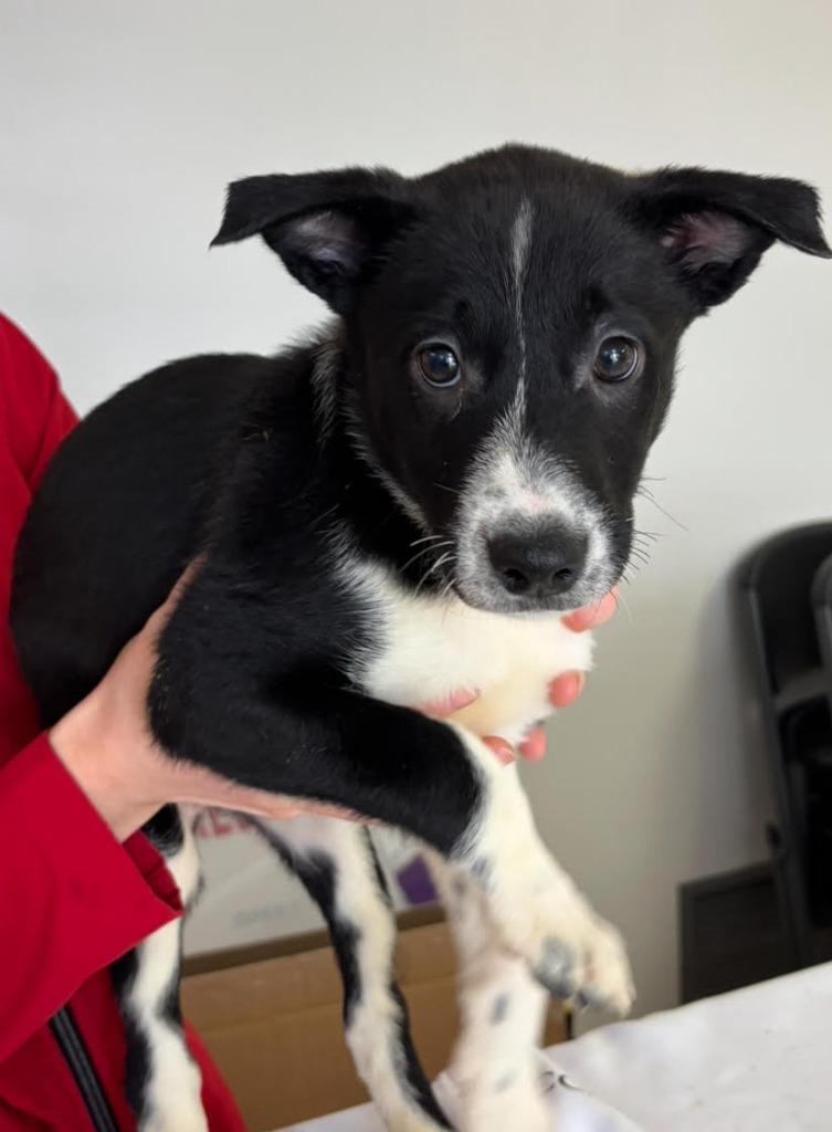 Elena, a Adoptable mixed breed in Midland, TX image 1/5