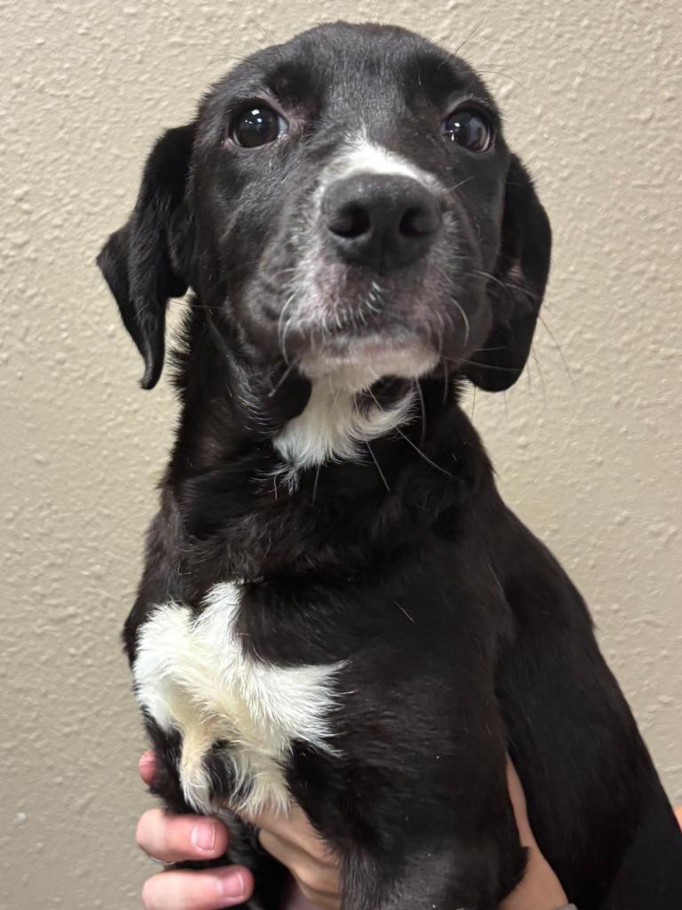 Elena, a Adoptable mixed breed in Midland, TX image 2/5