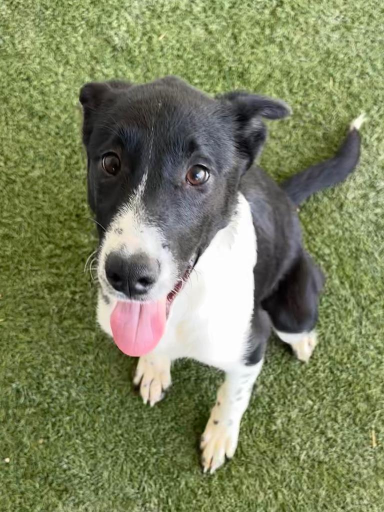 Elena, a Adoptable mixed breed in Midland, TX image 3/5