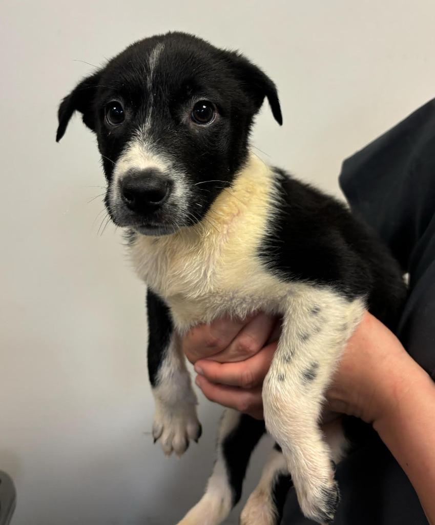 Elena, a Adoptable mixed breed in Midland, TX image 4/5