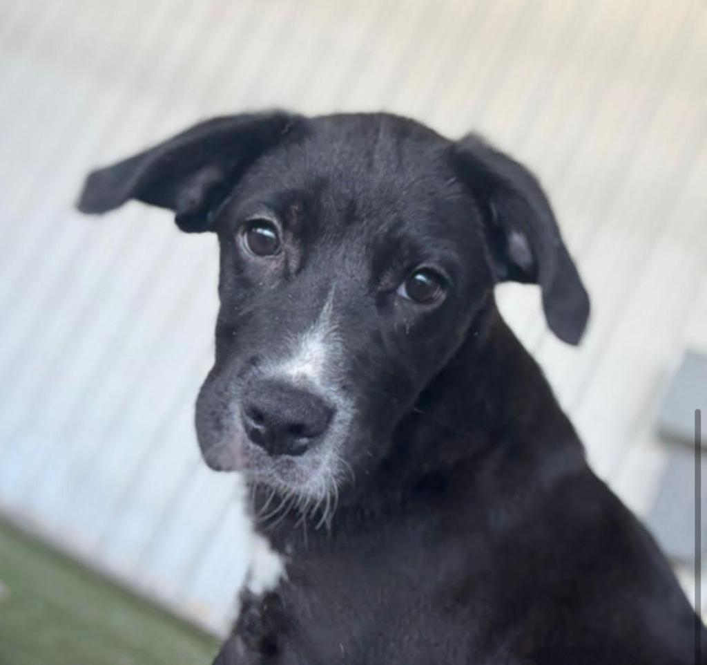 Elena, a Adoptable mixed breed in Midland, TX image 5/5