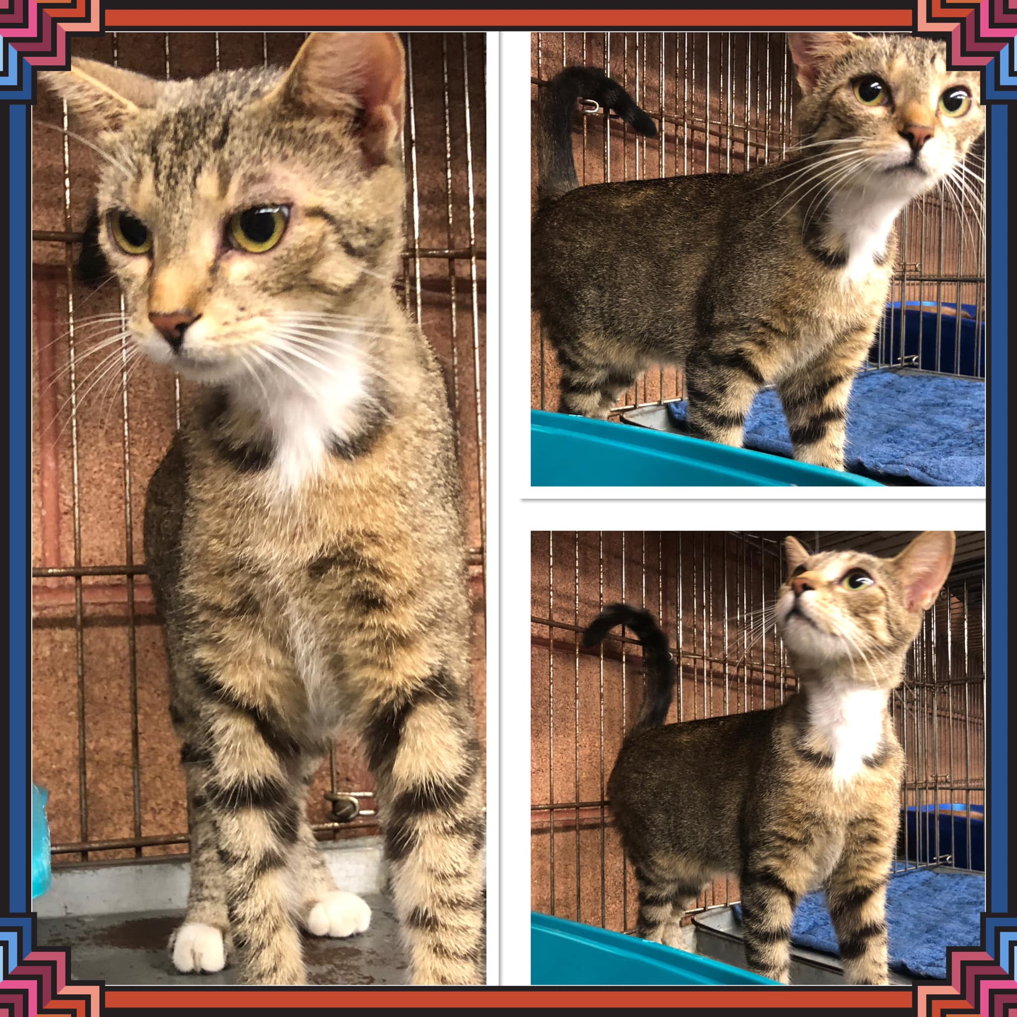 Cat for adoption BRITTANY, a Domestic Short Hair in Buckhannon, WV Petfinder