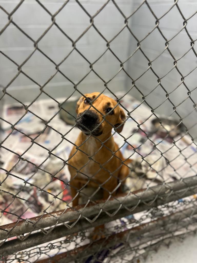 Poinsetta, Adoptable, Adult Female Labrador Retriever.