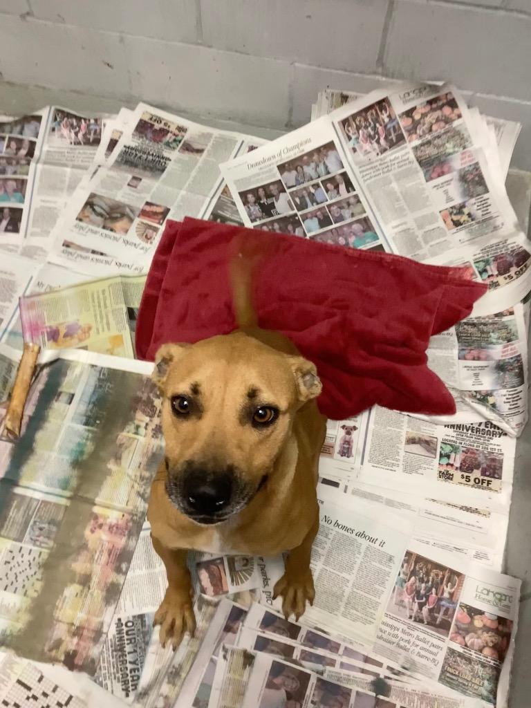 Enlarge Poinsetta, a Adoptable Labrador Retriever in Greenwood, MS image 2/3