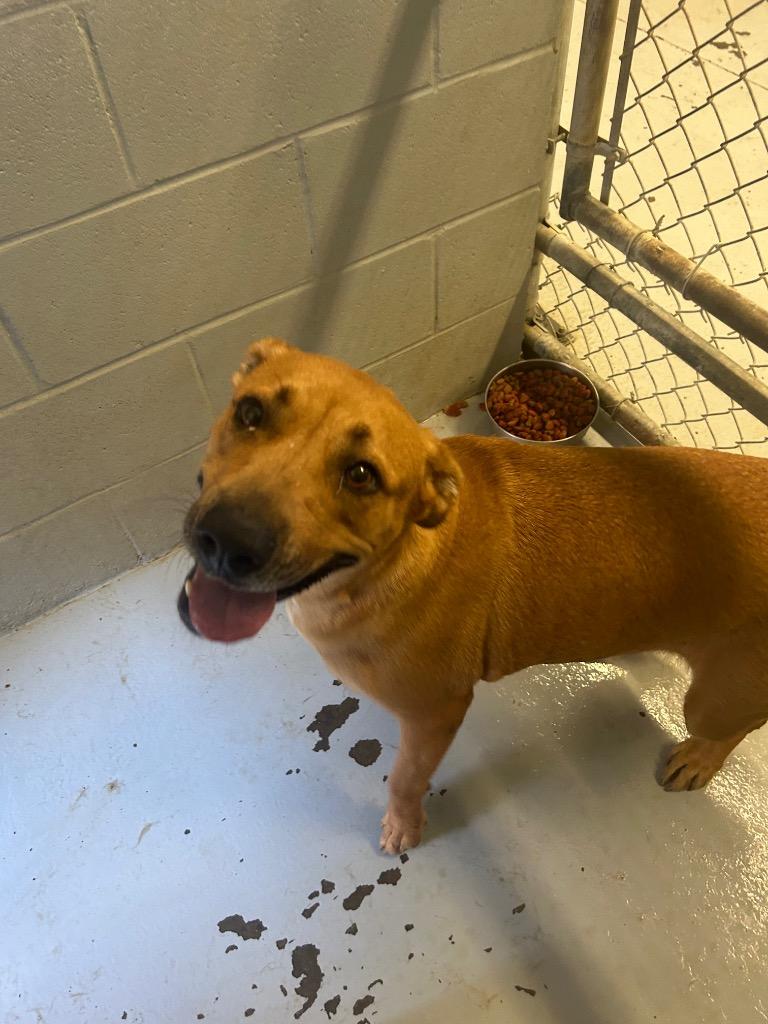 Enlarge Poinsetta, a Adoptable Labrador Retriever in Greenwood, MS image 3/3