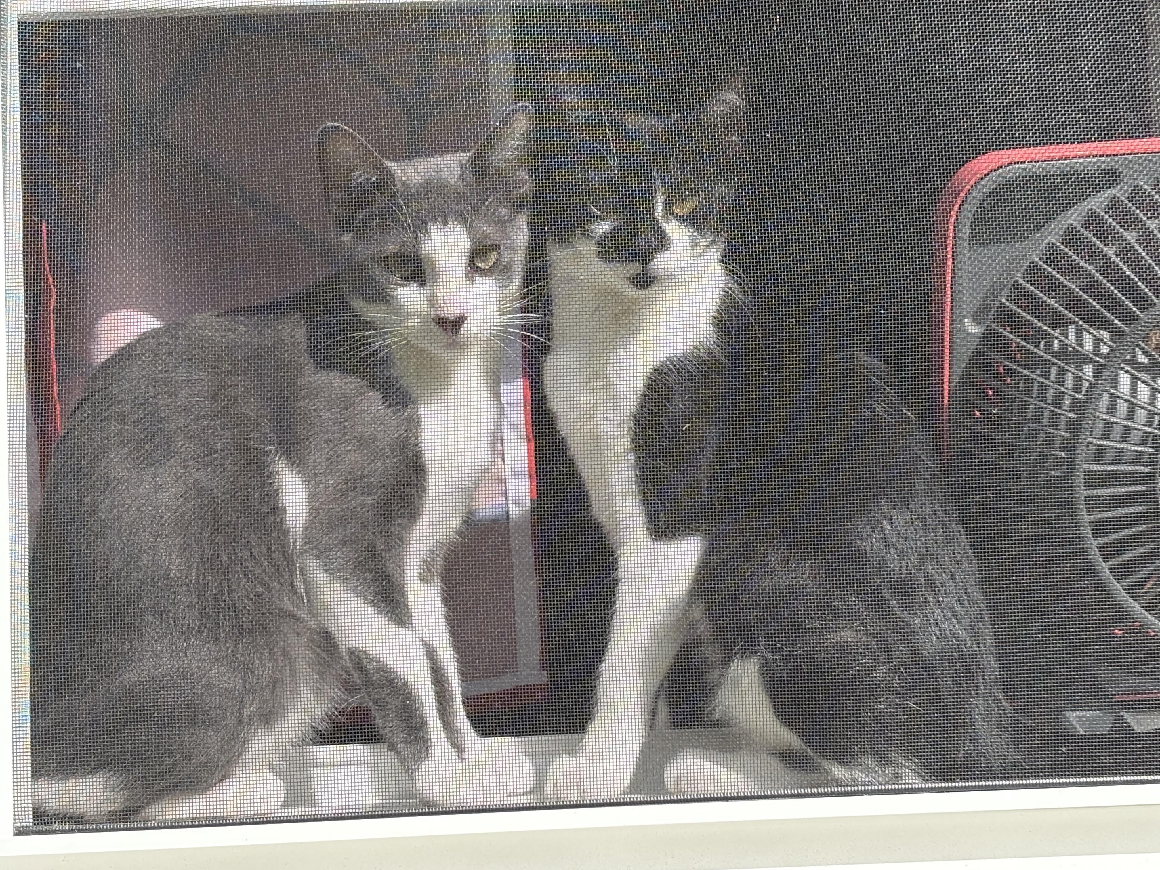 Enlarge Piper - ADOPTION FEE WAIVED, a Adoptable Domestic Short Hair in New Hartford, CT image 5/5