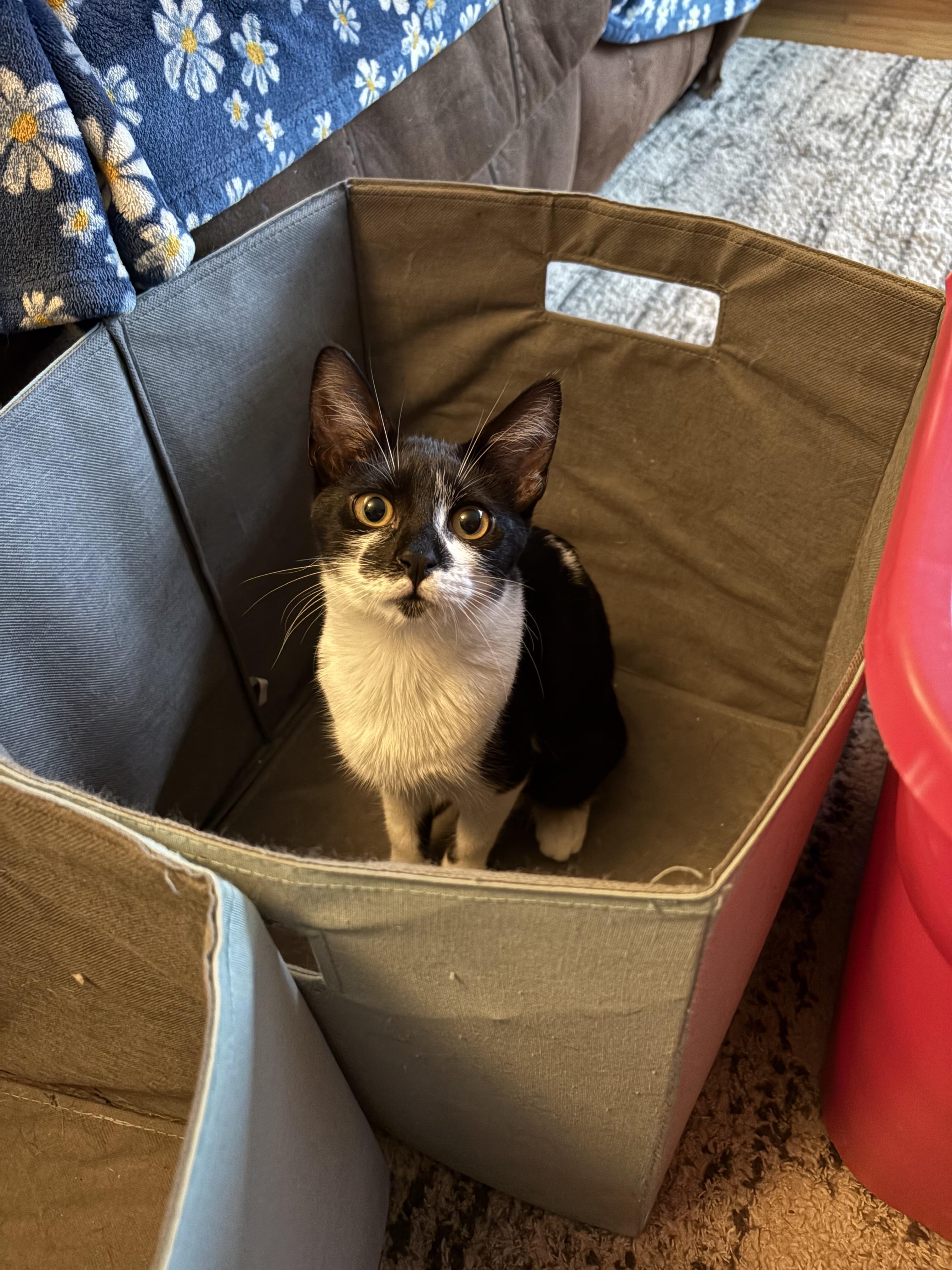 Enlarge Piper - ADOPTION FEE WAIVED, a Adoptable Domestic Short Hair in New Hartford, CT image 4/5