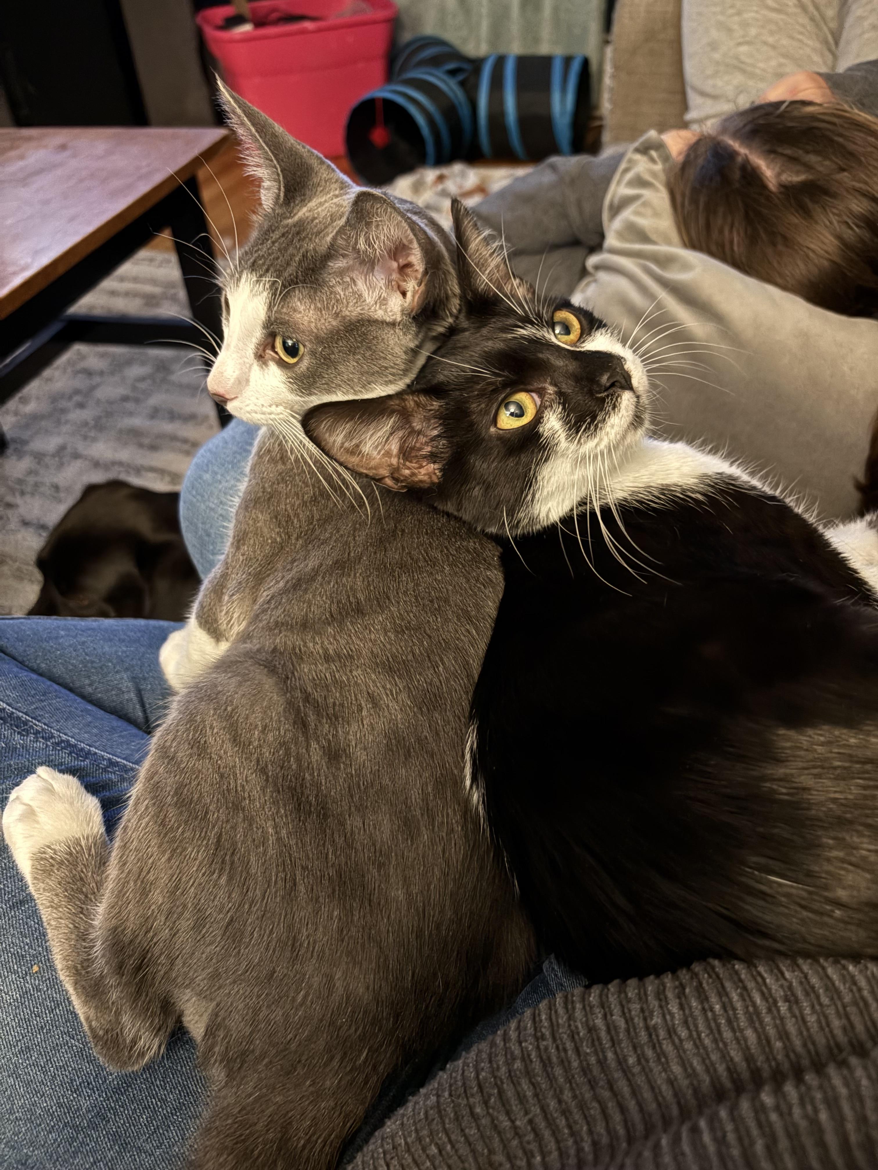 Enlarge Piper - ADOPTION FEE WAIVED, a Adoptable Domestic Short Hair in New Hartford, CT image 3/5