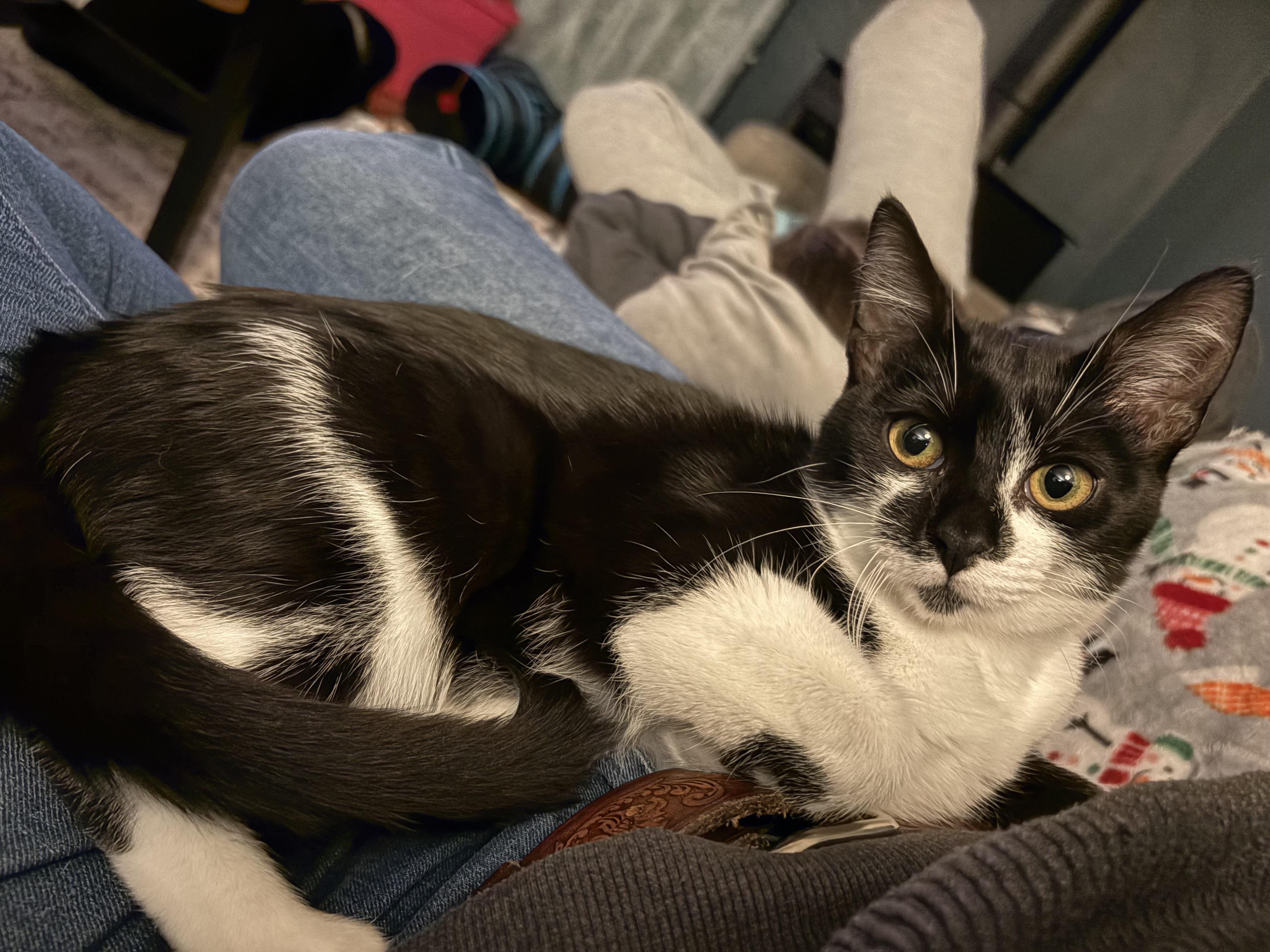 Enlarge Piper - ADOPTION FEE WAIVED, a Adoptable Domestic Short Hair in New Hartford, CT image 2/5
