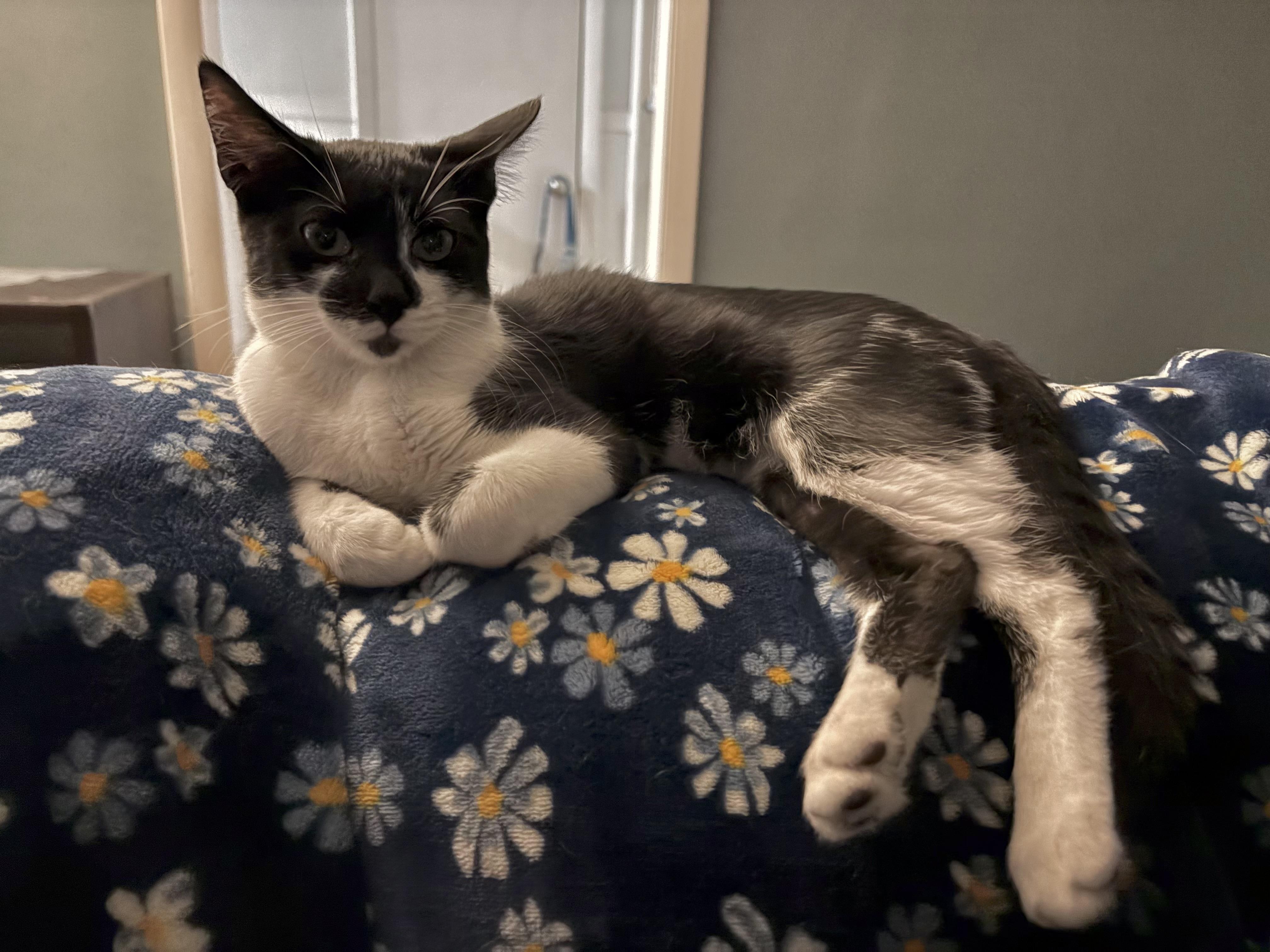 Piper - ADOPTION FEE WAIVED, Adoptable, Kitten Female Domestic Short Hair.