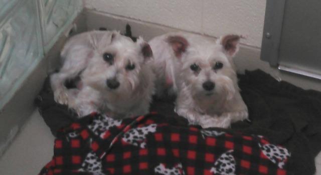 Enlarge Lucky, a Adopted Schnauzer in West Bloomfield, MI image 1/5