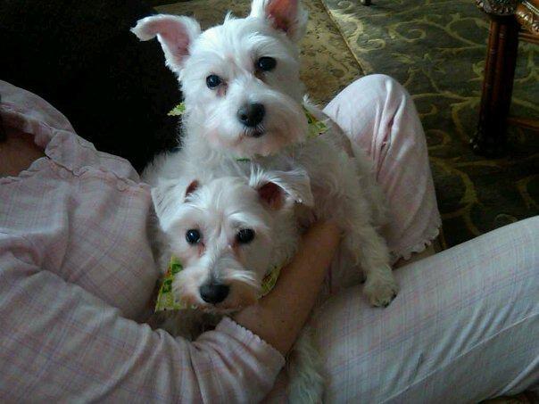 Enlarge Lucky, a Adopted Schnauzer in West Bloomfield, MI image 2/5