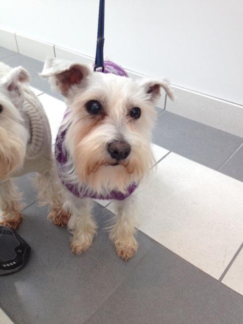 Enlarge Lucky, a Adopted Schnauzer in West Bloomfield, MI image 3/5