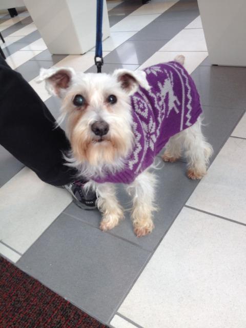 Enlarge Lucky, a Adopted Schnauzer in West Bloomfield, MI image 4/5