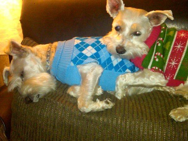 Enlarge Lucky, a Adopted Schnauzer in West Bloomfield, MI image 5/5