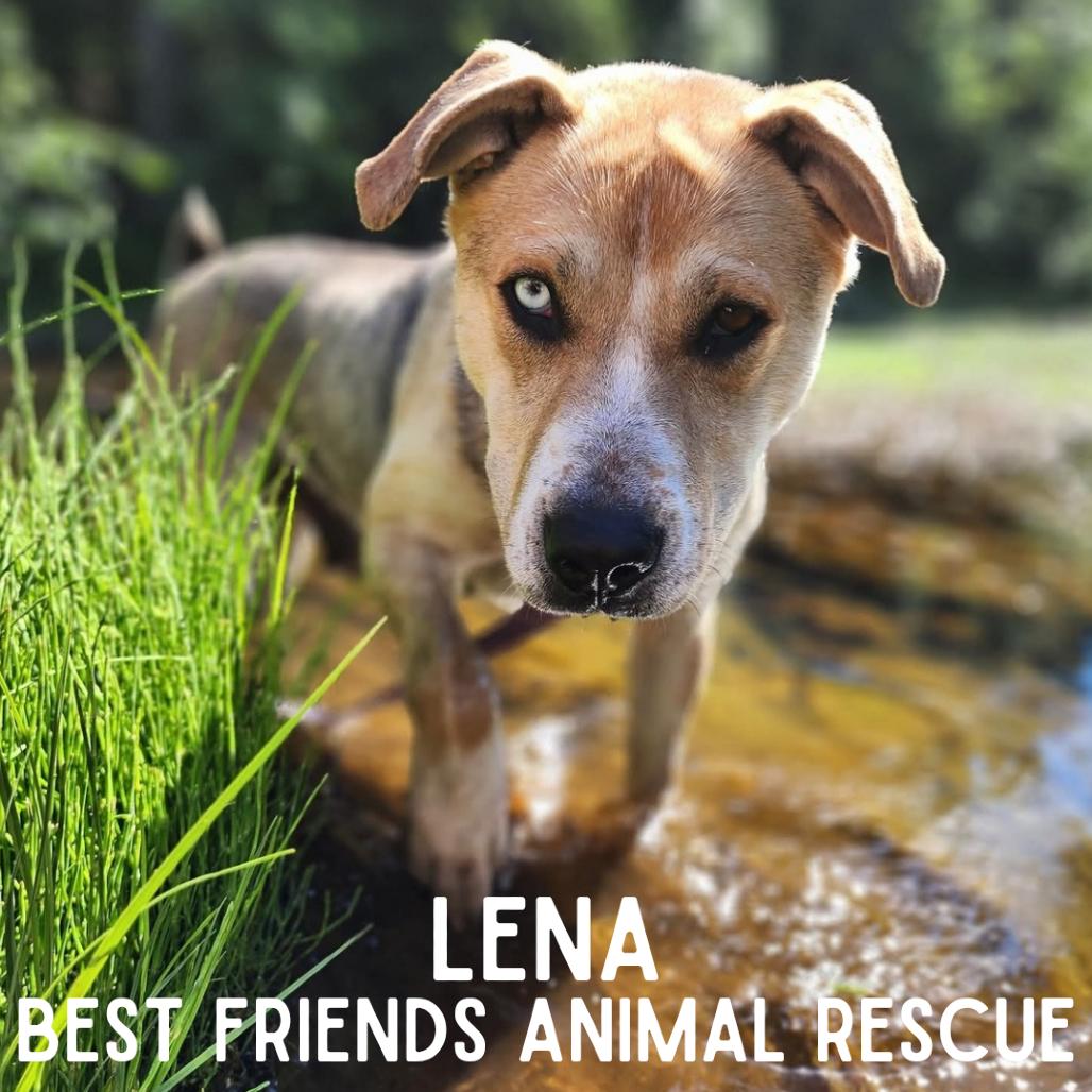 Lena, a Adoptable Husky in Wasilla, AK image 1/6