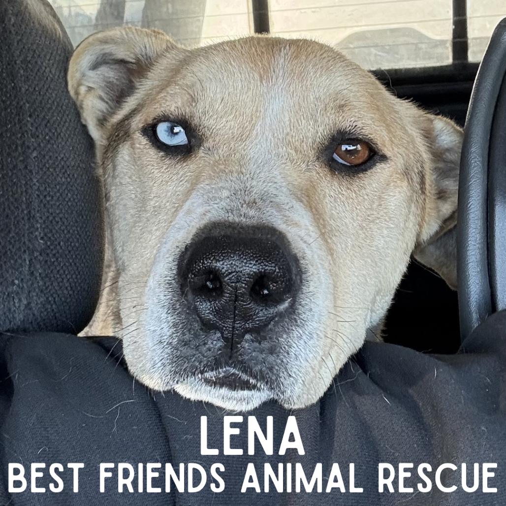 Enlarge Lena, a Adoptable Husky in Wasilla, AK image 1/1