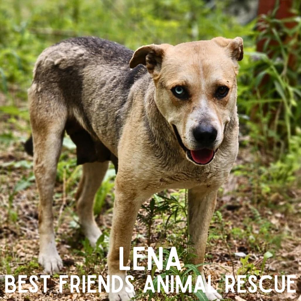 Lena, a Adoptable Husky in Wasilla, AK image 3/6