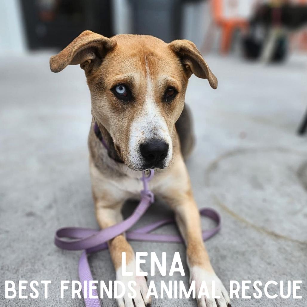 Lena, a Adoptable Husky in Wasilla, AK image 4/6