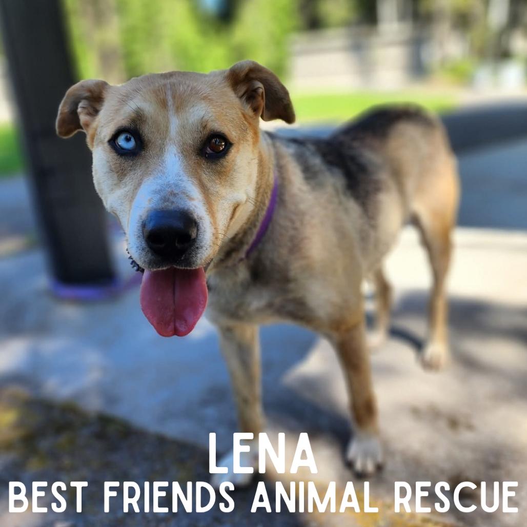 Lena, a Adoptable Husky in Wasilla, AK image 5/6