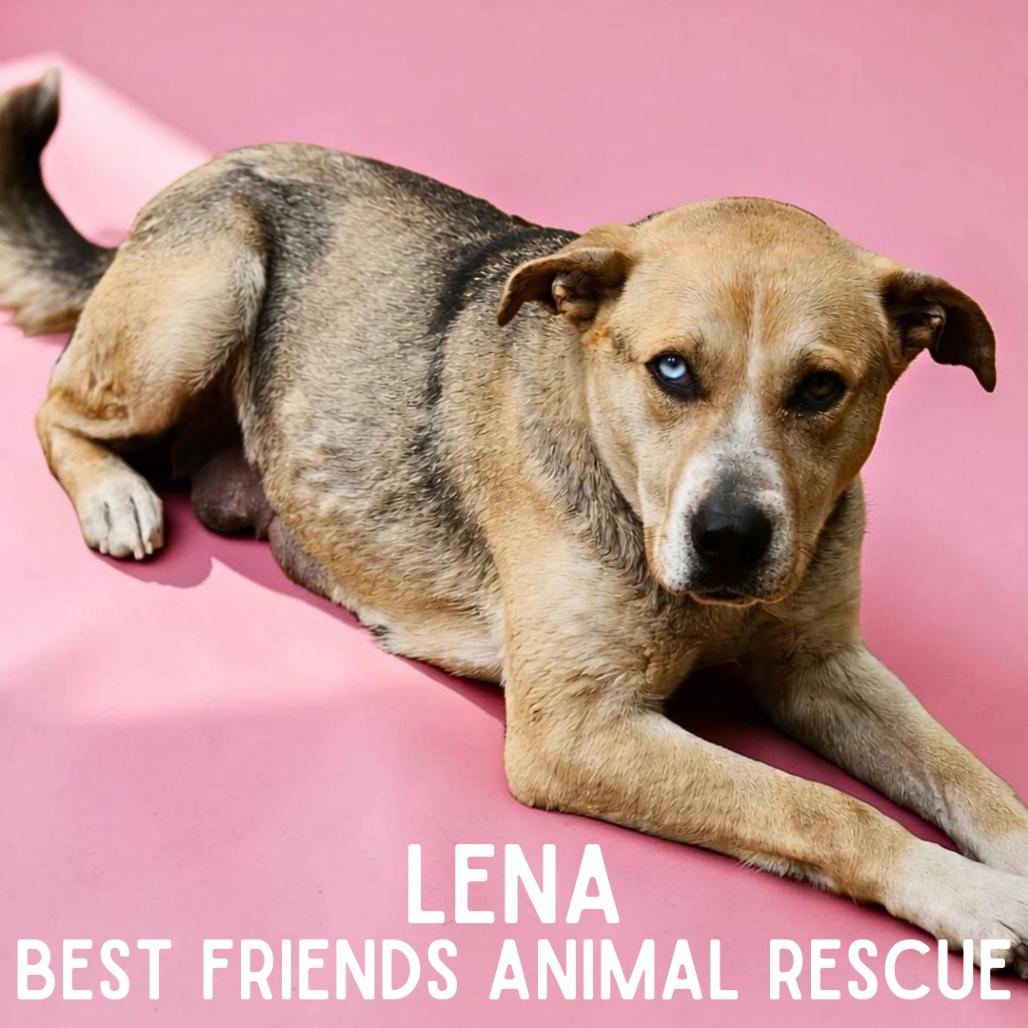 Lena, a Adoptable Husky in Wasilla, AK image 6/6