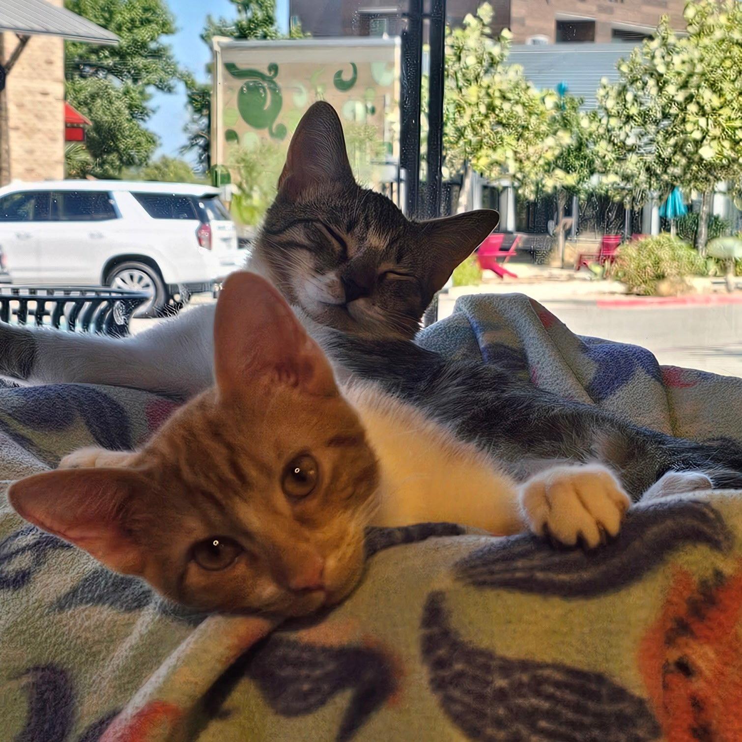 Lentil & Pinto, Adoptable, Young Female Domestic Short Hair.