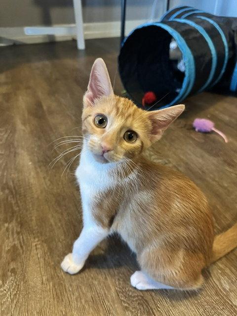 Enlarge Lentil & Pinto, a Adoptable Domestic Short Hair in Dripping Springs, TX image 2/3