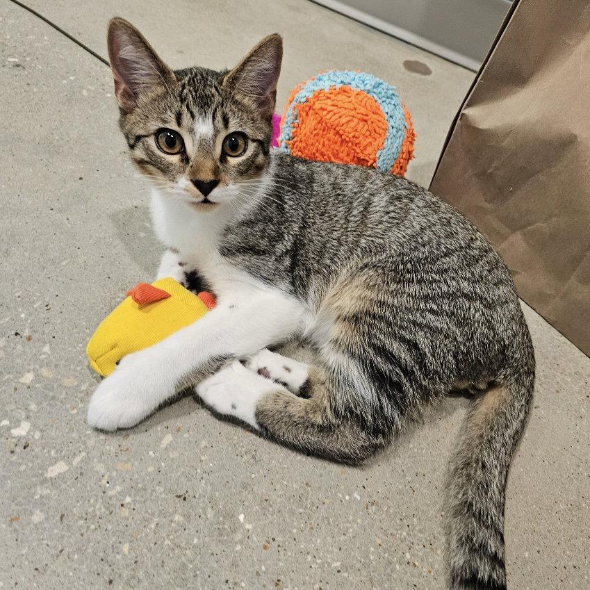 Enlarge Lentil & Pinto, a Adoptable Domestic Short Hair in Dripping Springs, TX image 3/3