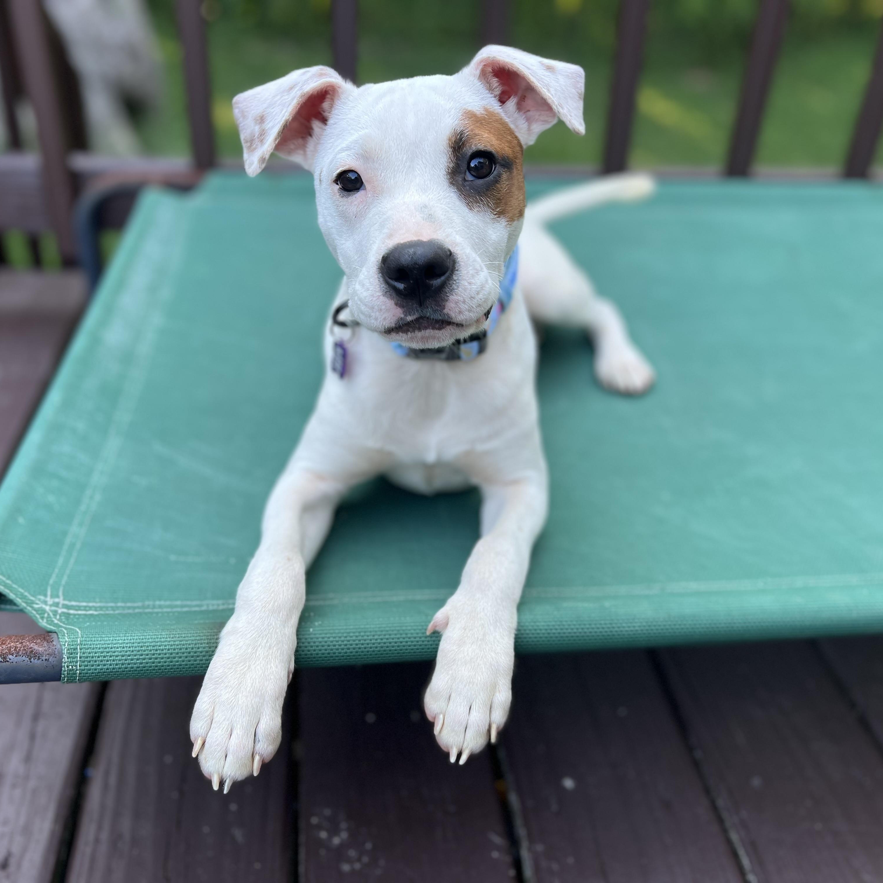 Mo, Adopted, Young Female Boxer.