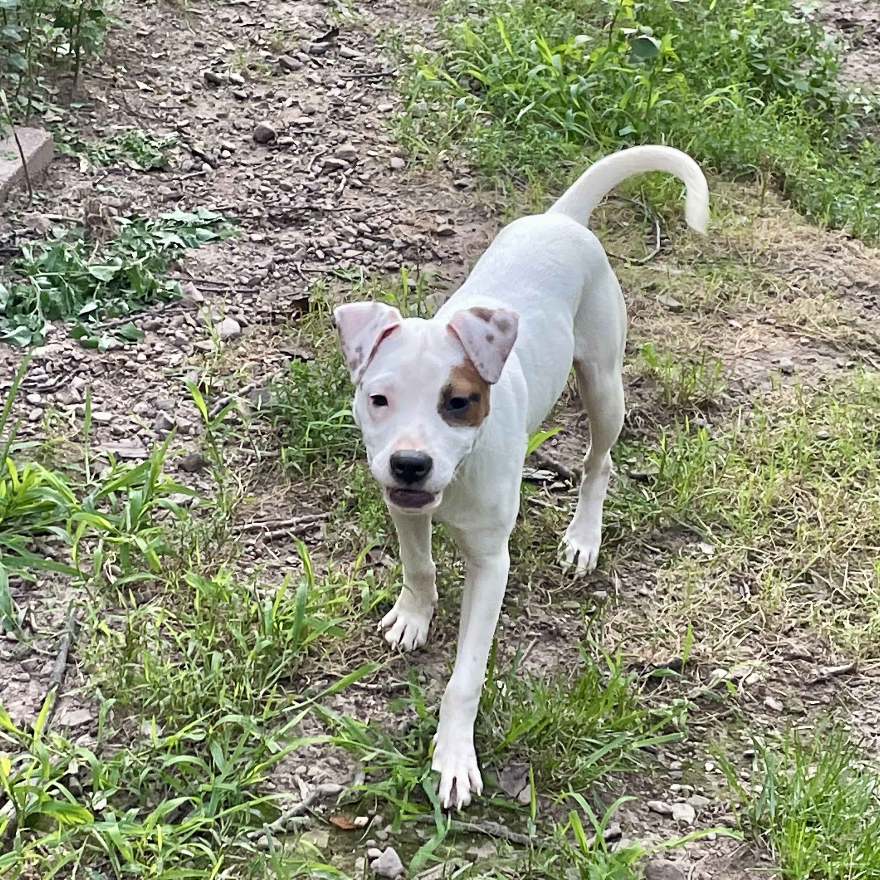 Enlarge Mo, a Adopted mixed breed in High View, WV image 3/4