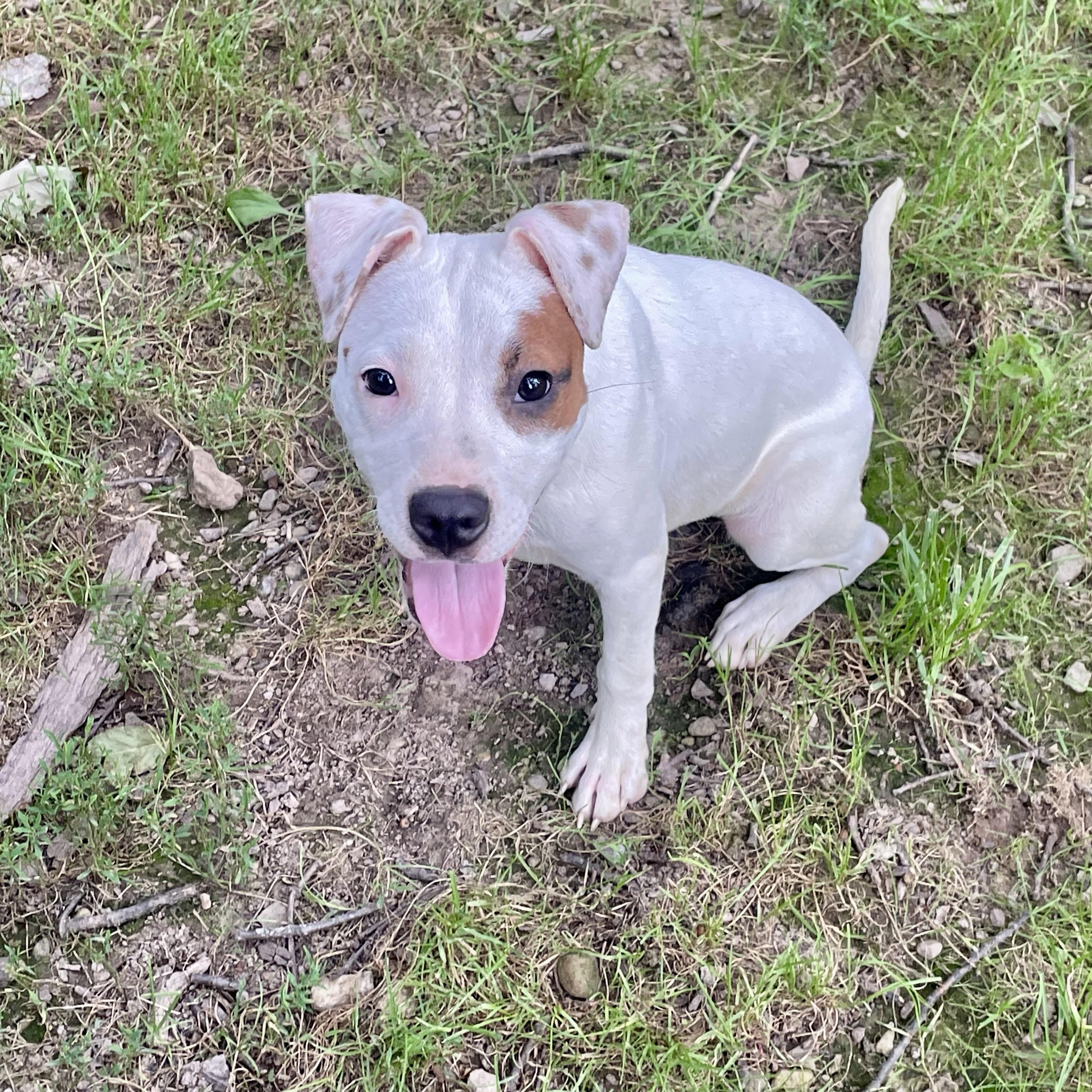 Enlarge Mo, a Adopted mixed breed in High View, WV image 2/4