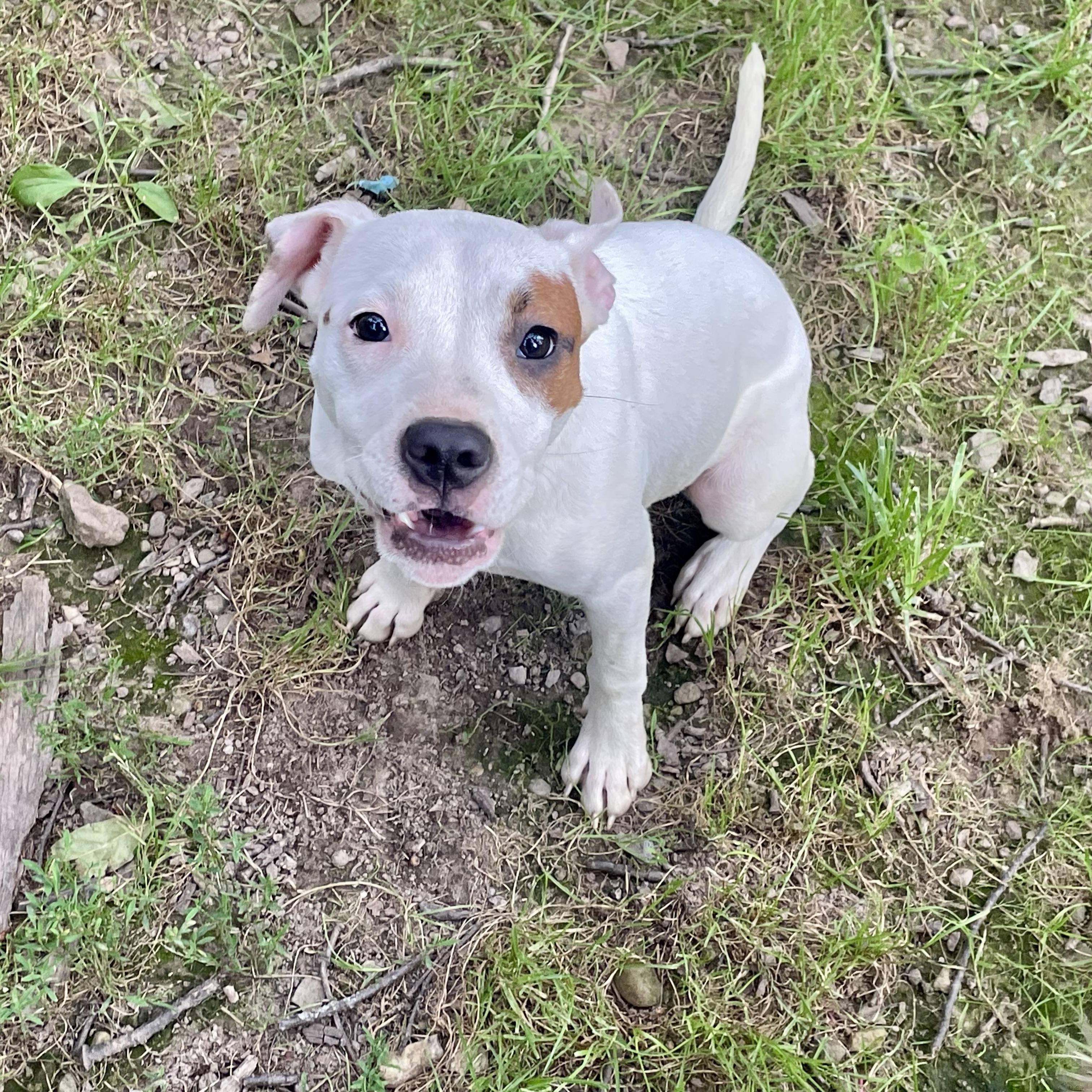 Enlarge Mo, a Adopted mixed breed in High View, WV image 4/4