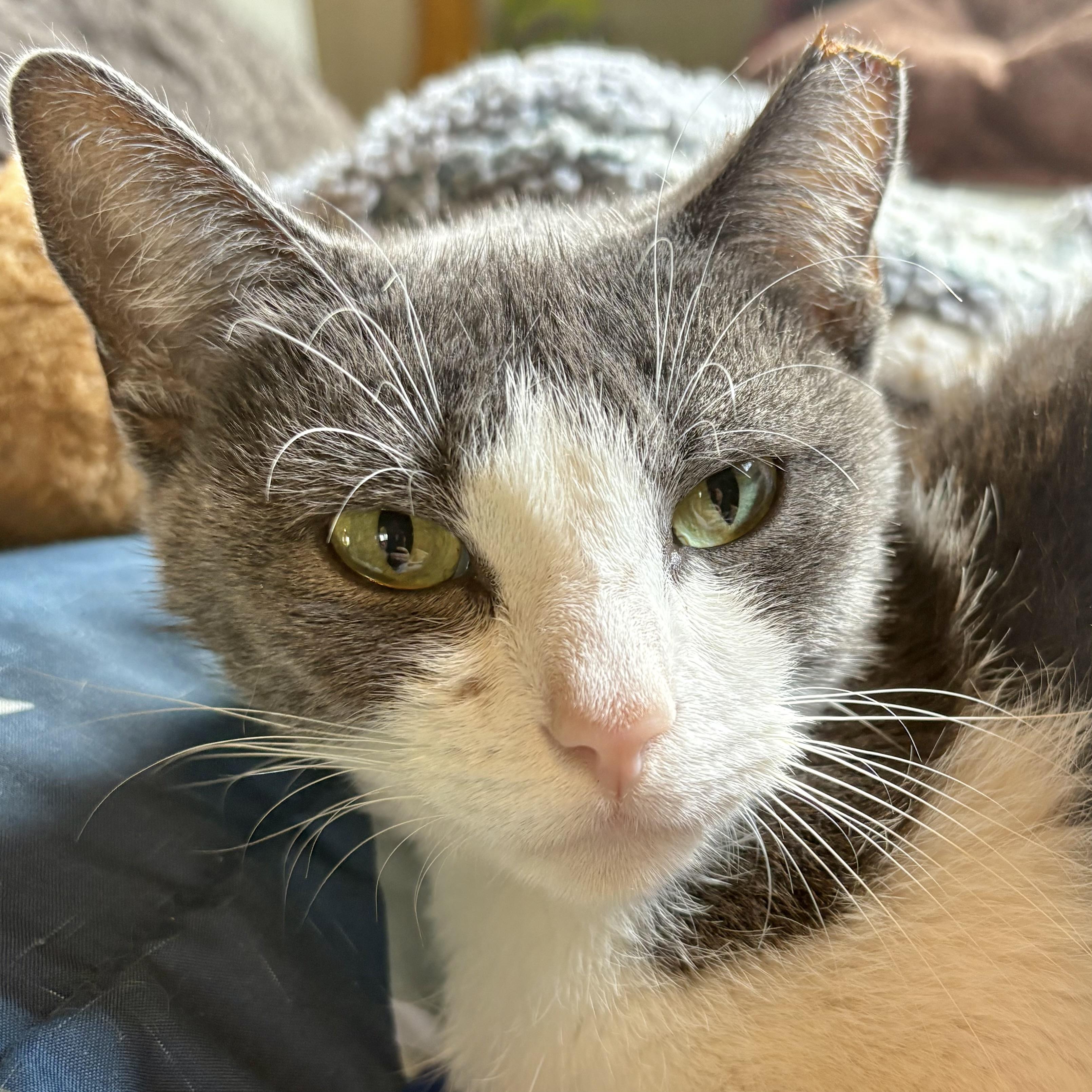 Enlarge Craftee, a Adoptable Domestic Short Hair in Akron, OH image 2/3