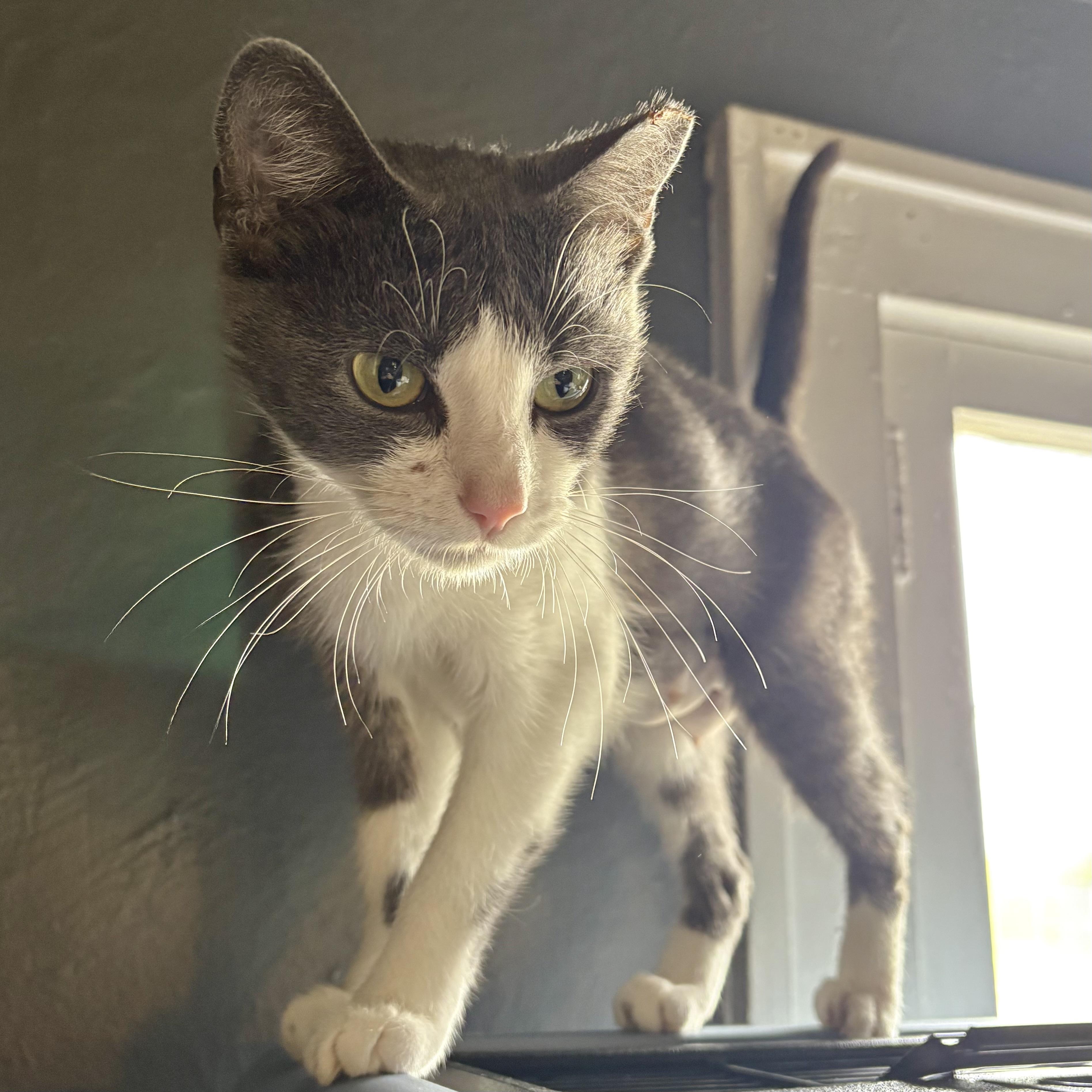 Enlarge Craftee, a Adoptable Domestic Short Hair in Akron, OH image 3/3