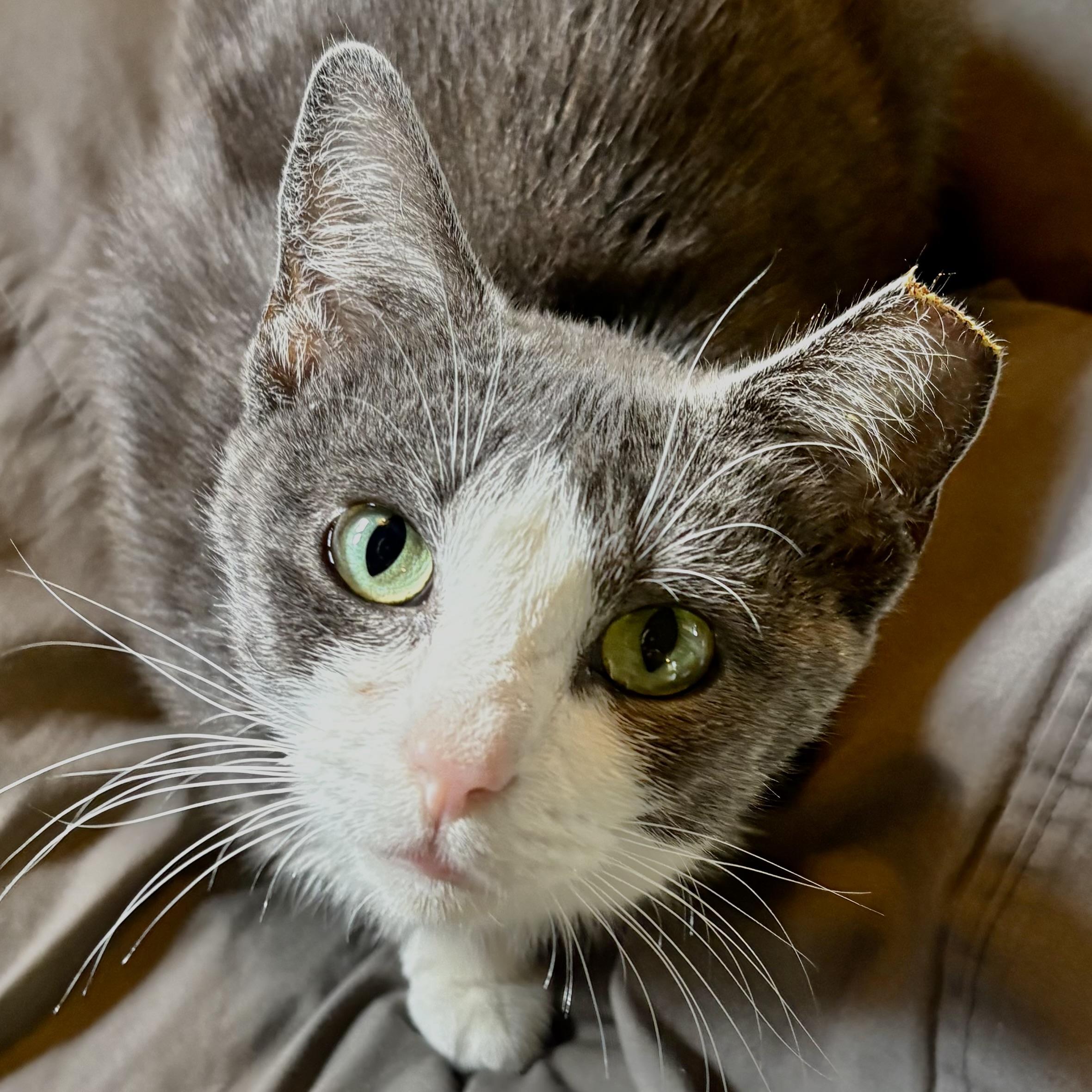 Enlarge Craftee, a Adoptable Domestic Short Hair in Akron, OH image 1/3