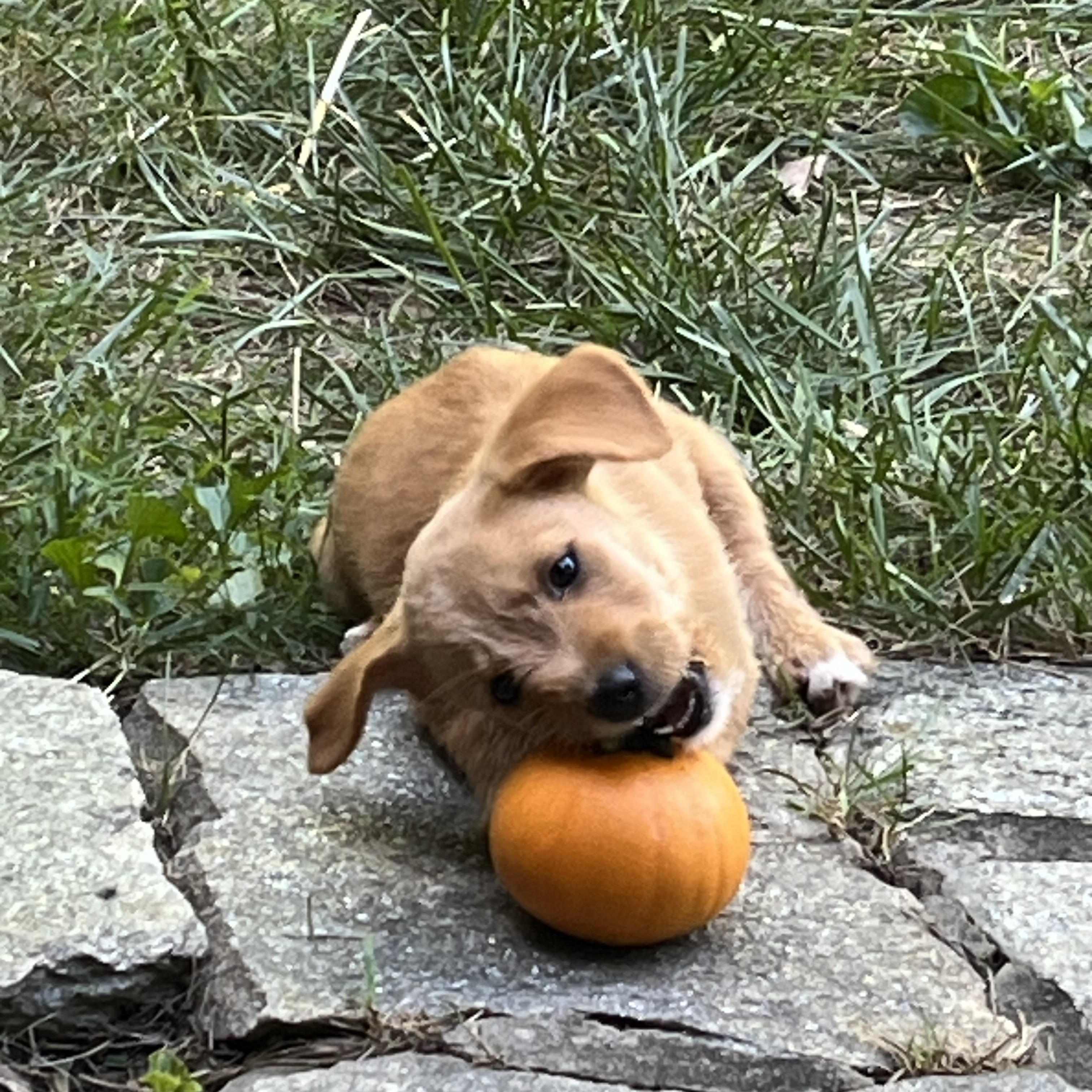 Enlarge Ruby, a Adoptable mixed breed in Glen arm , MD image 4/6