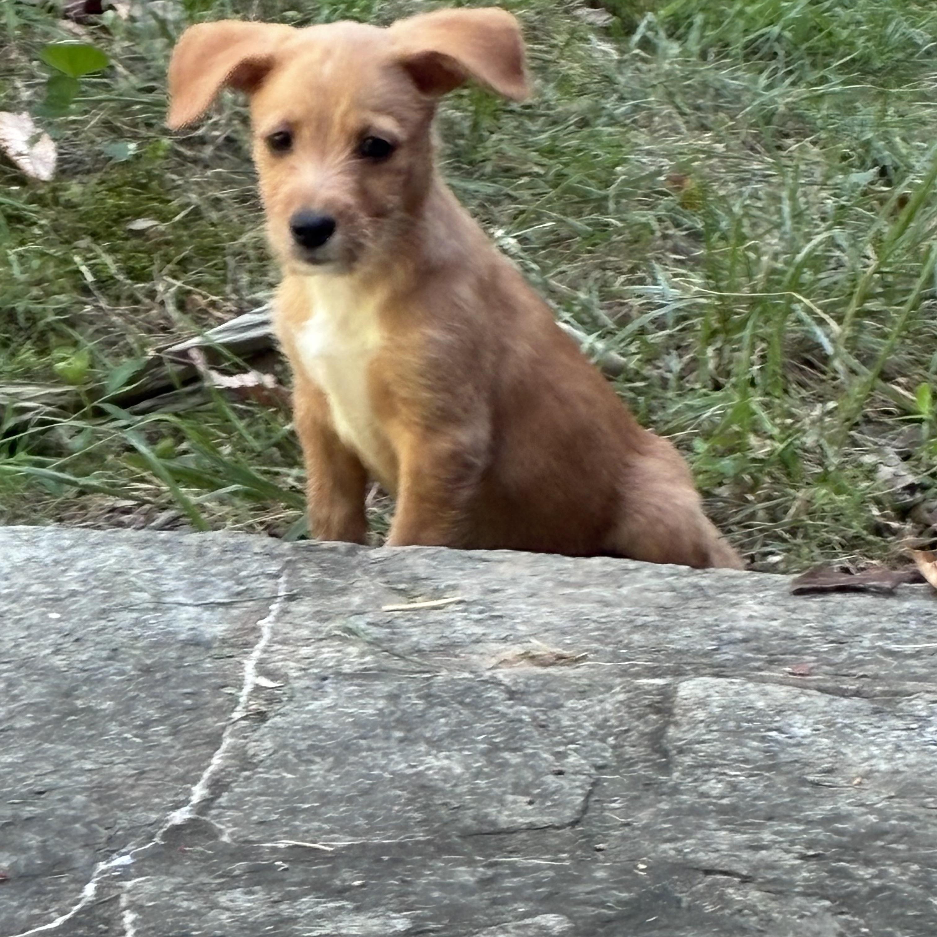 Enlarge Ruby, a Adoptable mixed breed in Glen arm , MD image 5/6