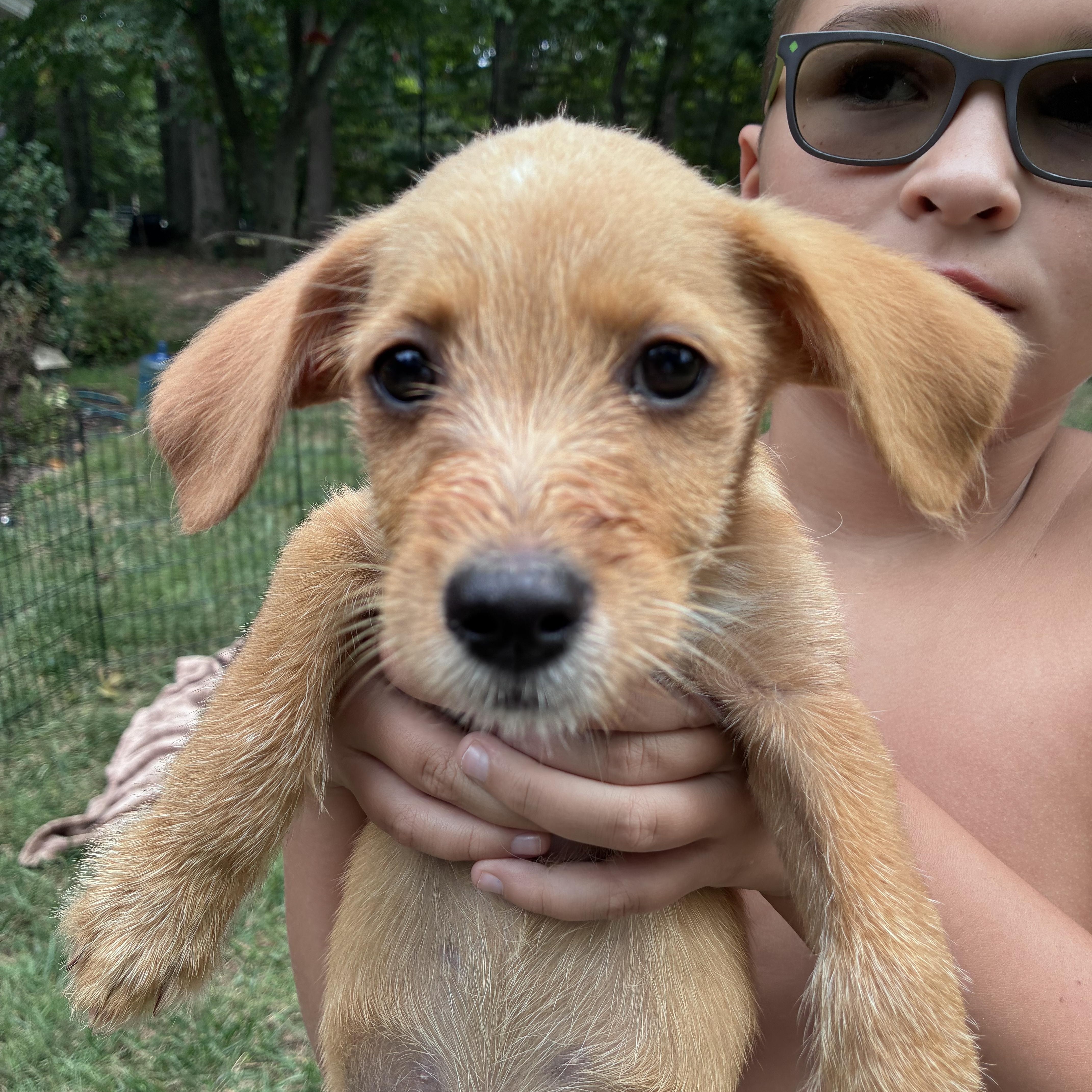 Ruby, Adoptable, Puppy Female Terrier & Chihuahua.
