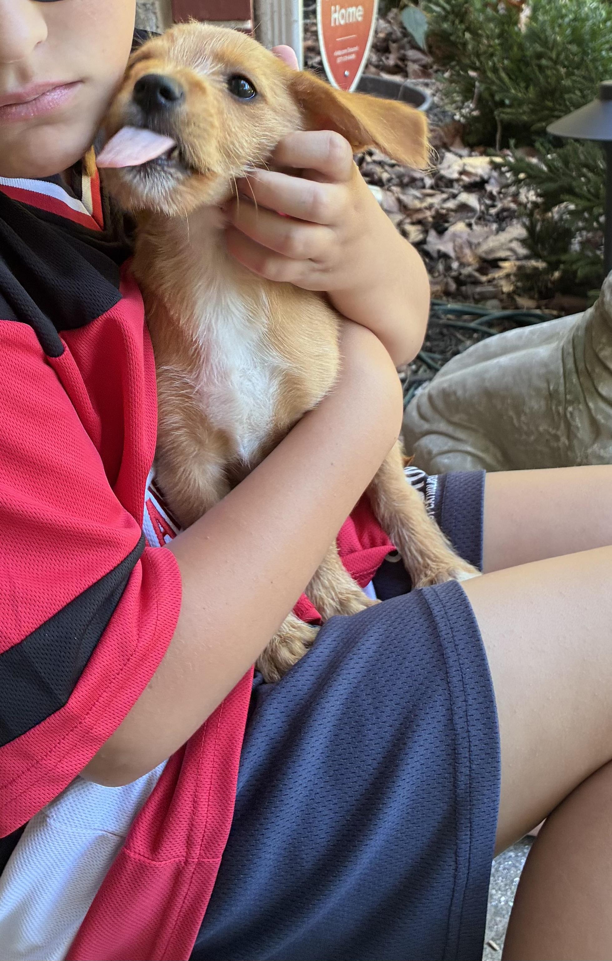 Enlarge Ruby, a Adoptable mixed breed in Glen arm , MD image 6/6