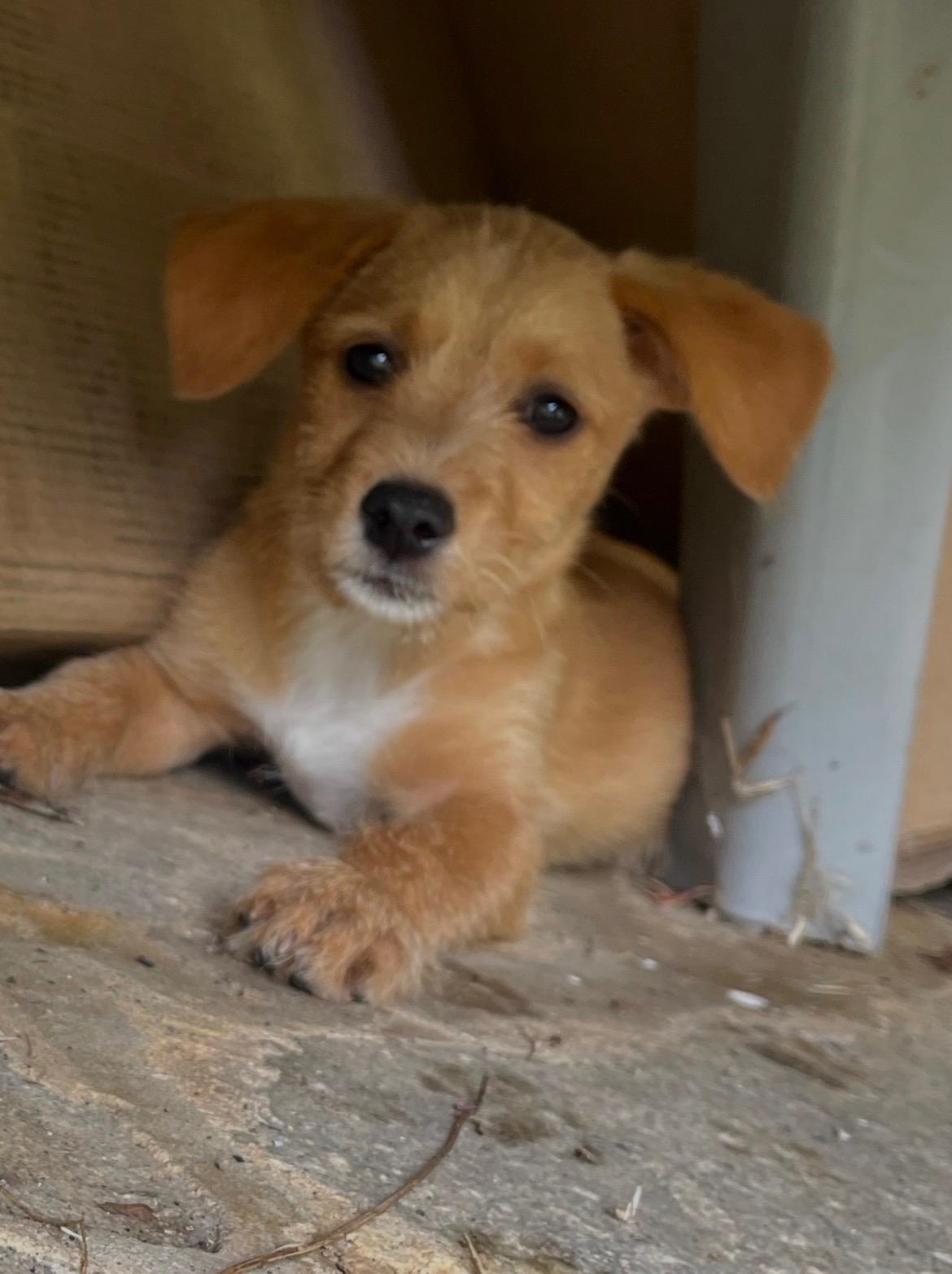 Enlarge Ruby, a Adoptable mixed breed in Glen arm , MD image 3/6