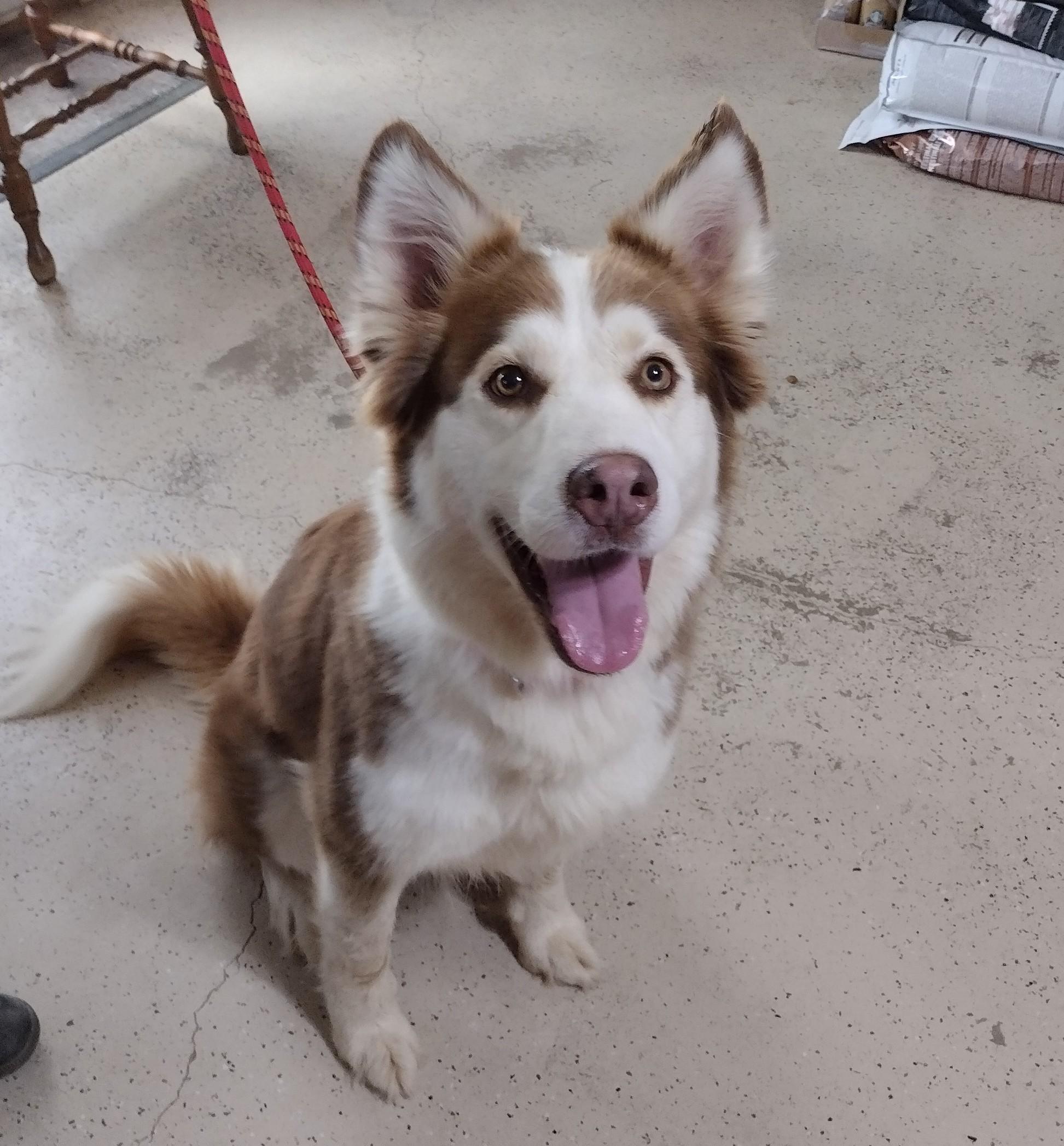 Rose, Adoptable, Adult Female Alaskan Malamute & Husky.