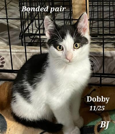 Enlarge Peter and Dobbie, an adopted American Shorthair in Staunton, VA image 1/1