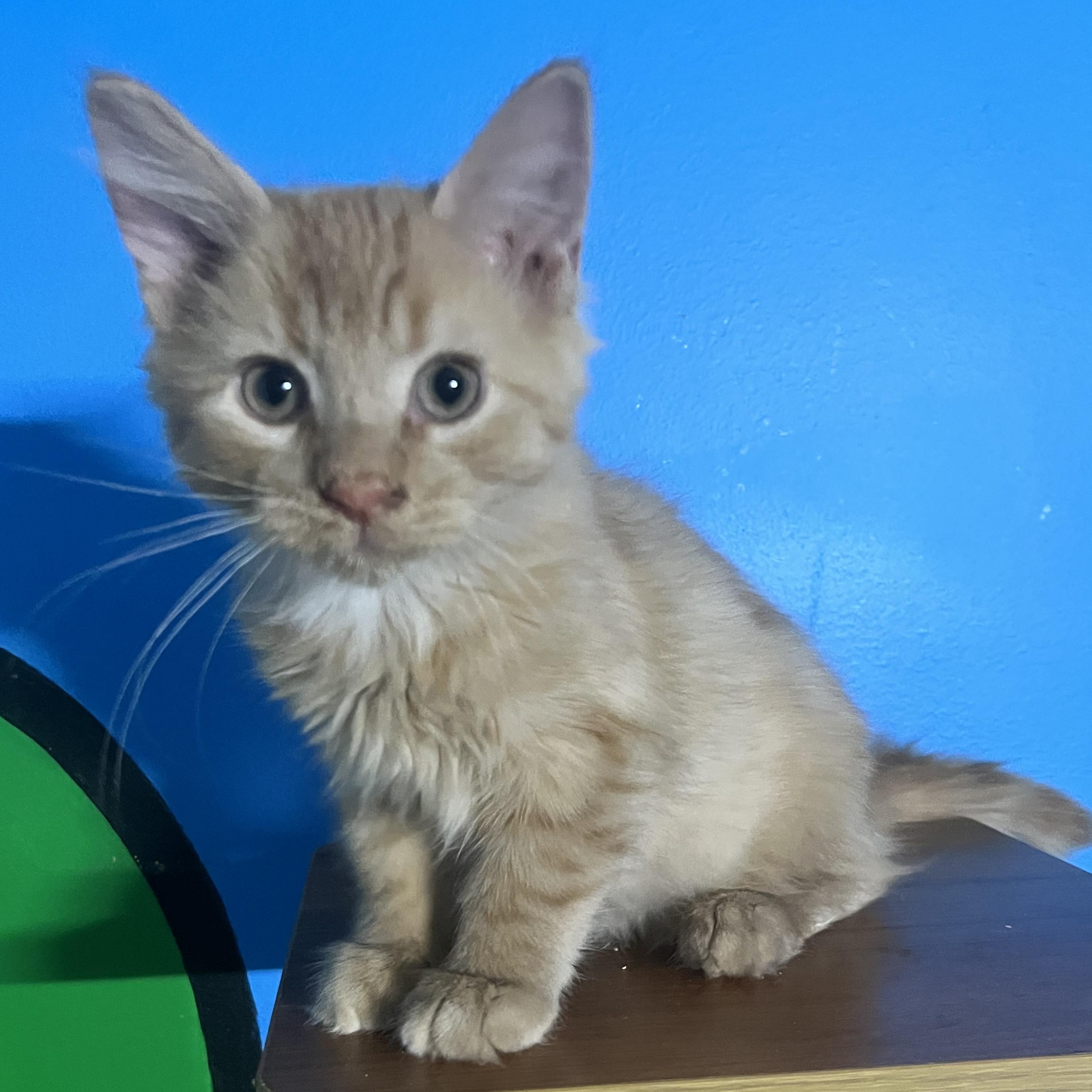 Enlarge Curry, a Adoptable Domestic Medium Hair in Elkton, MD image 4/4