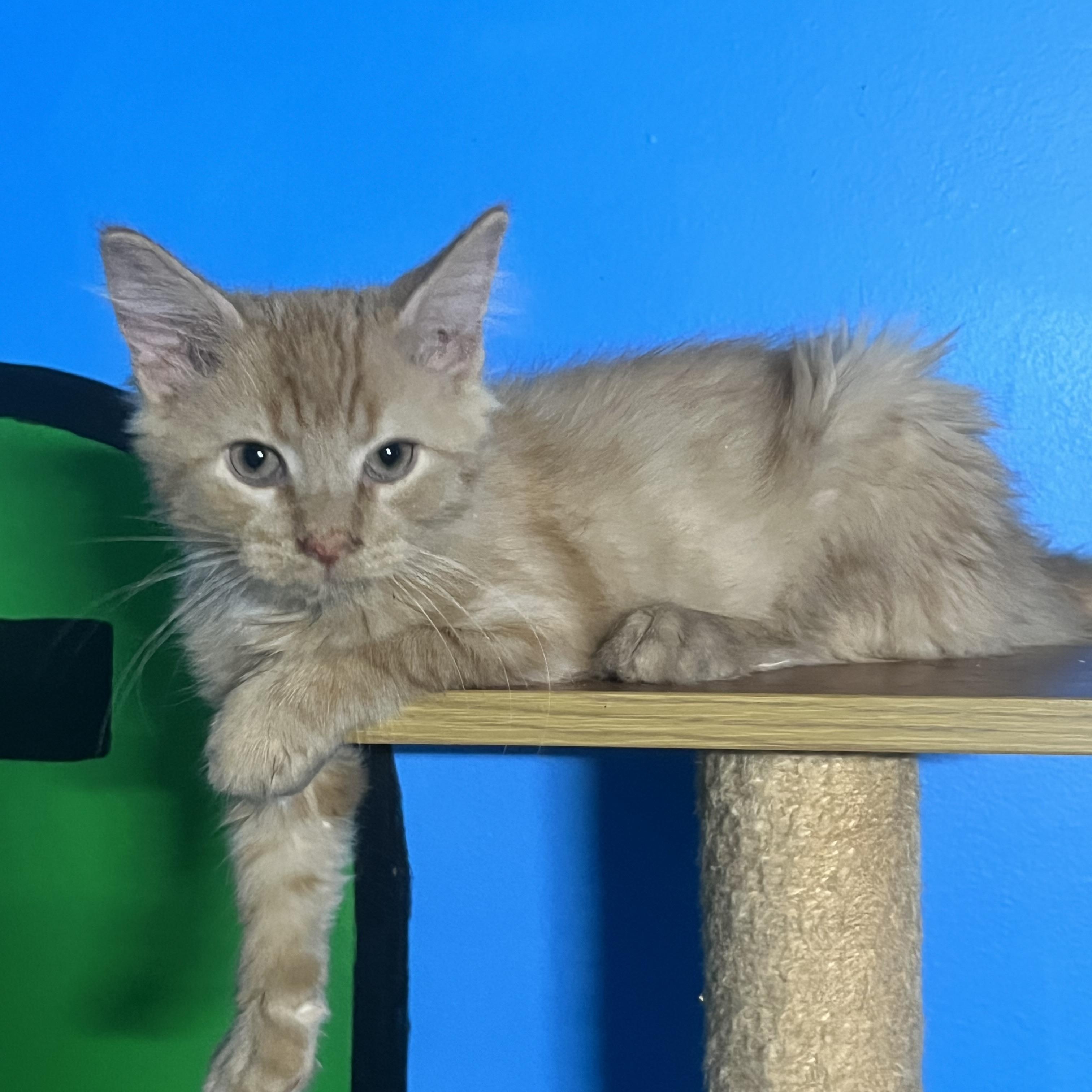 Enlarge Curry, a Adoptable Domestic Medium Hair in Elkton, MD image 3/4