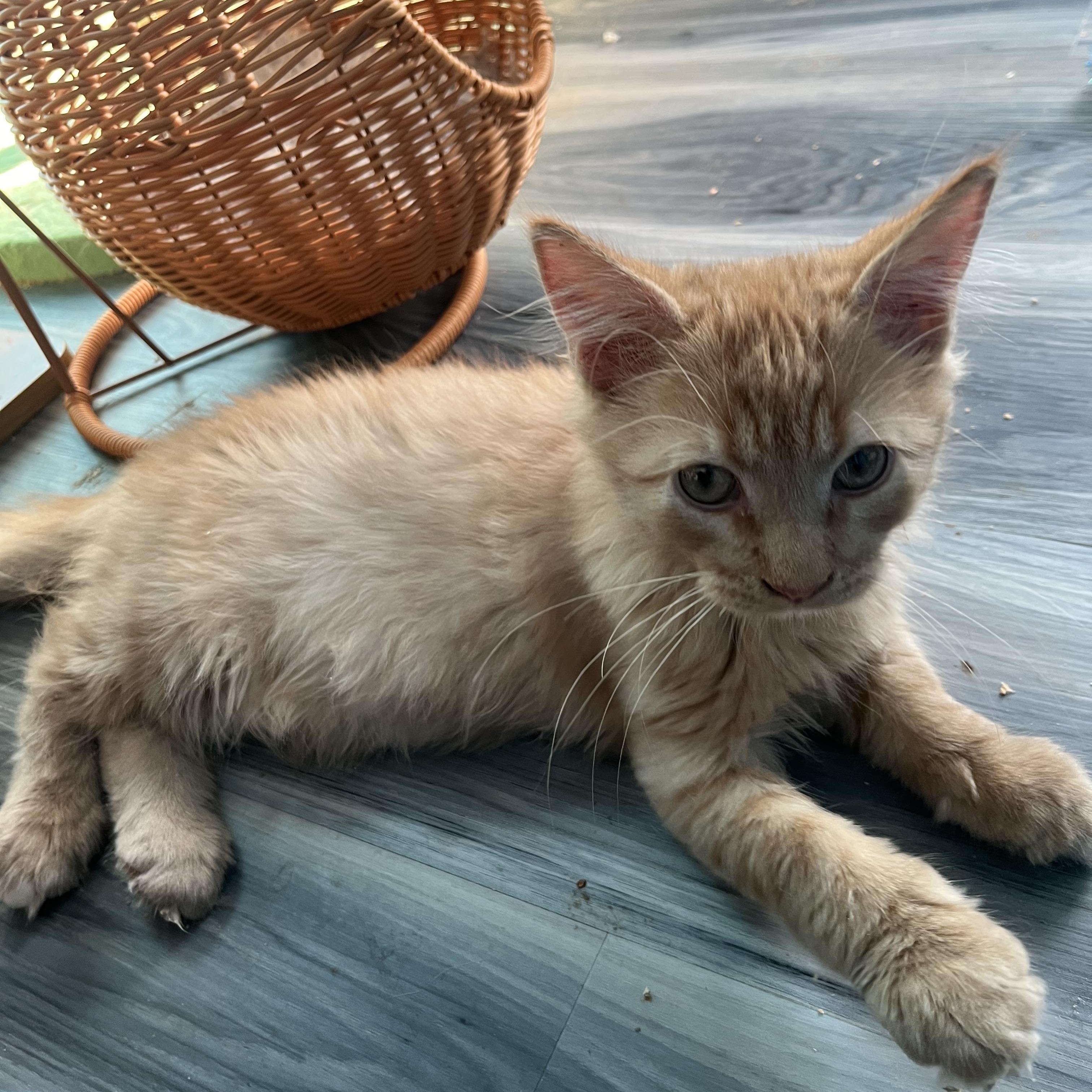 Enlarge Curry, a Adoptable Domestic Medium Hair in Elkton, MD image 2/4