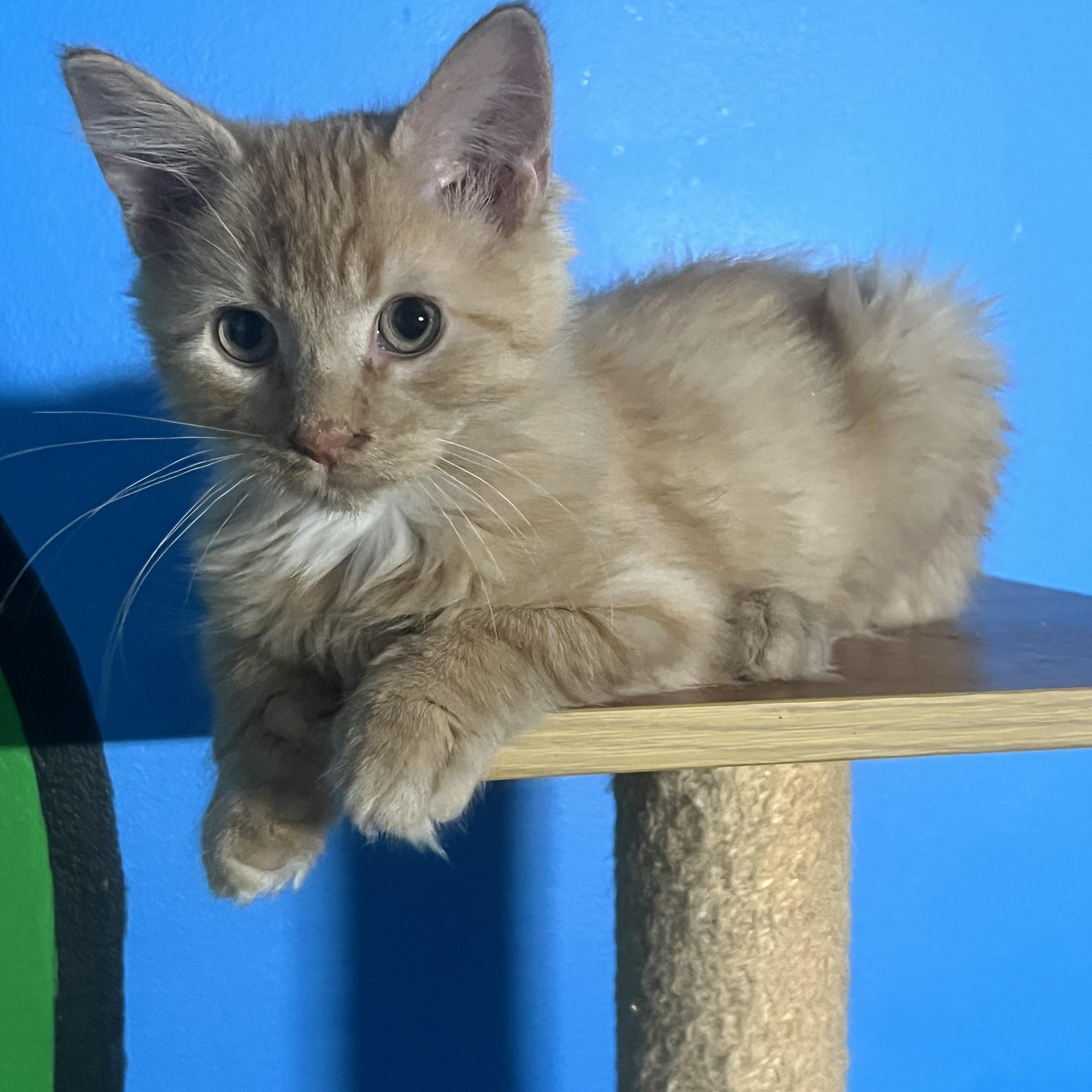 Enlarge Curry, a Adoptable Domestic Medium Hair in Elkton, MD image 1/4